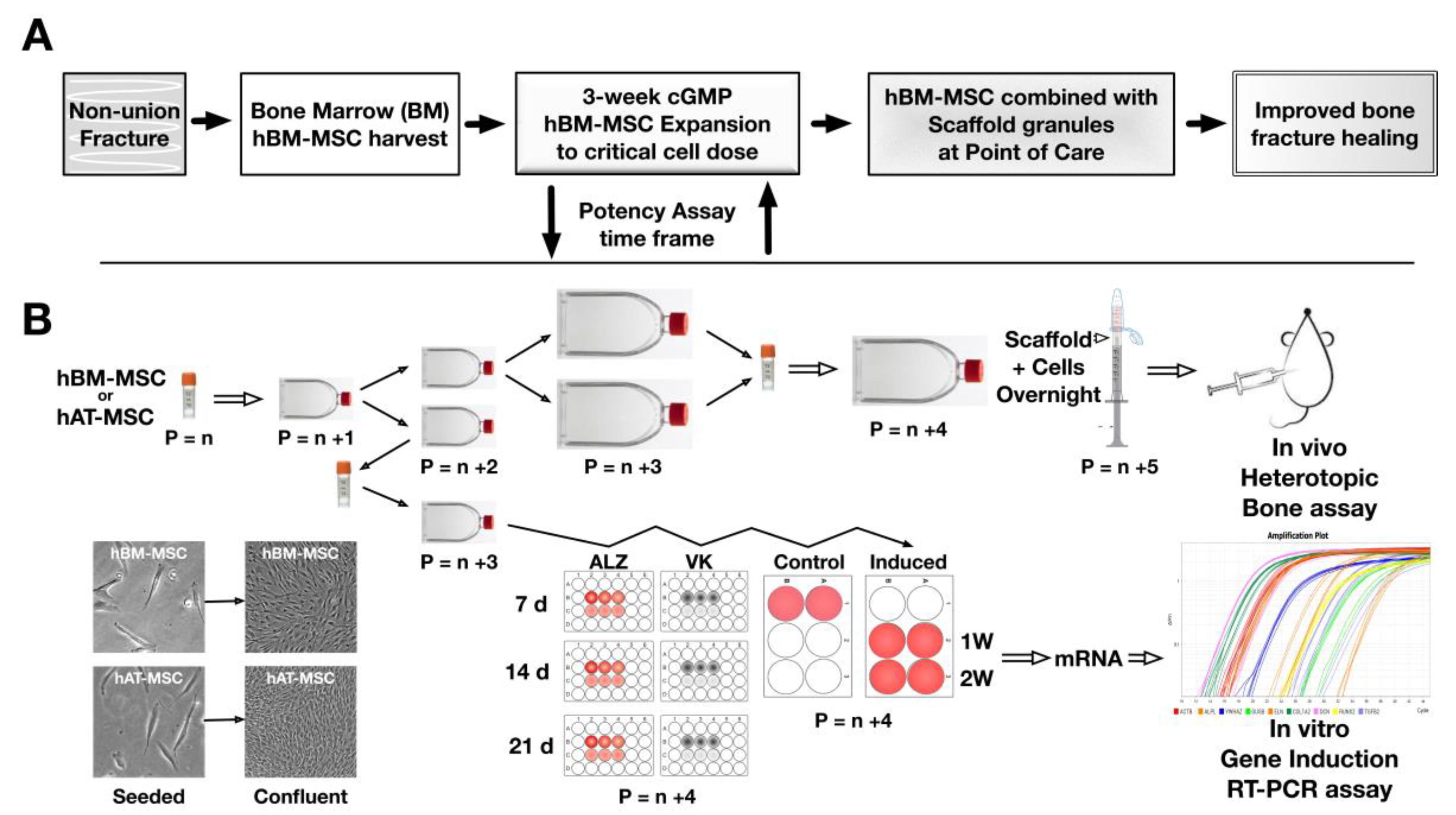 Cells 09 02559 g001 Cells 09 02559 g001