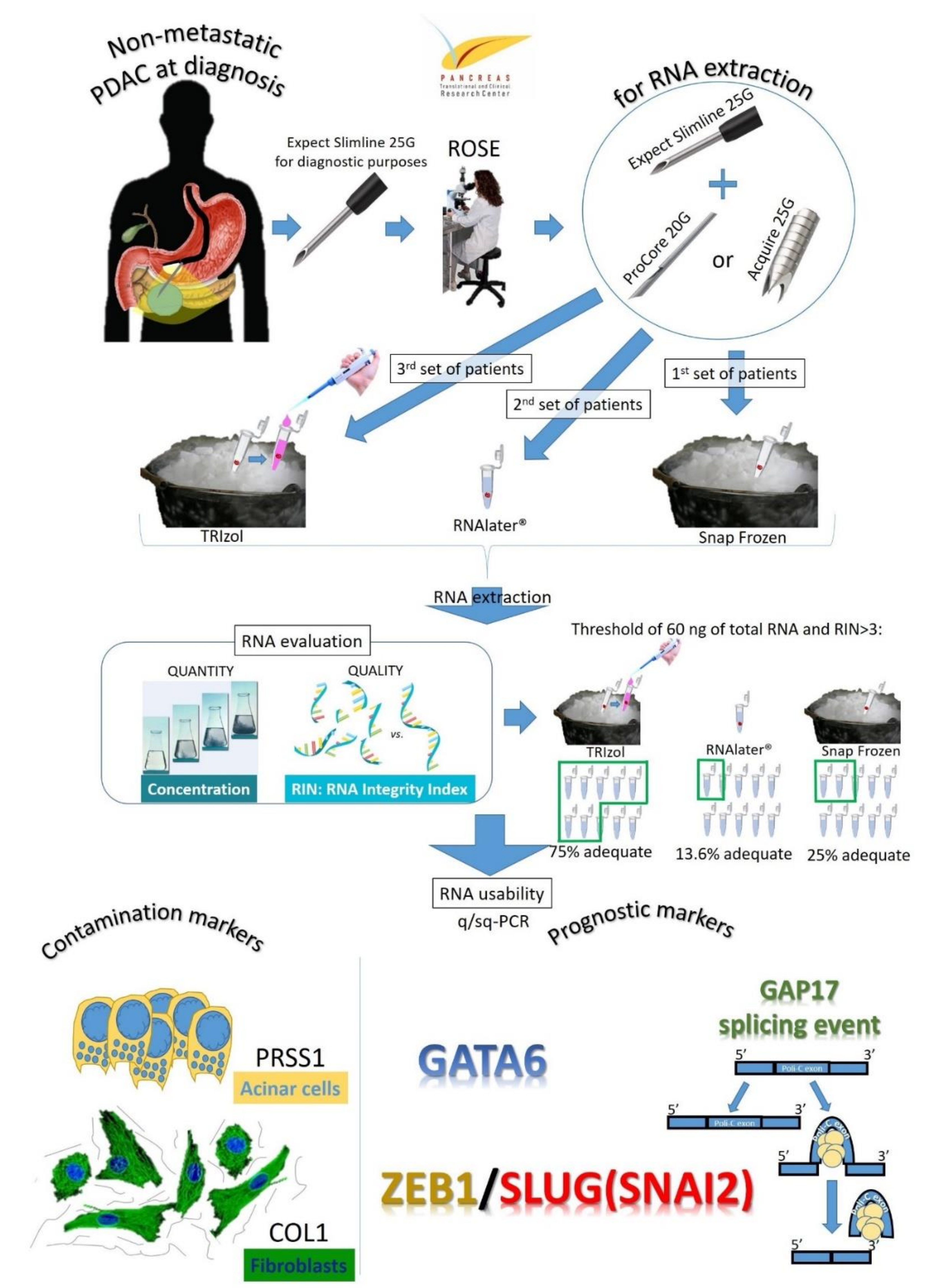 Cells 09 02561 g001 Cells 09 02561 g001