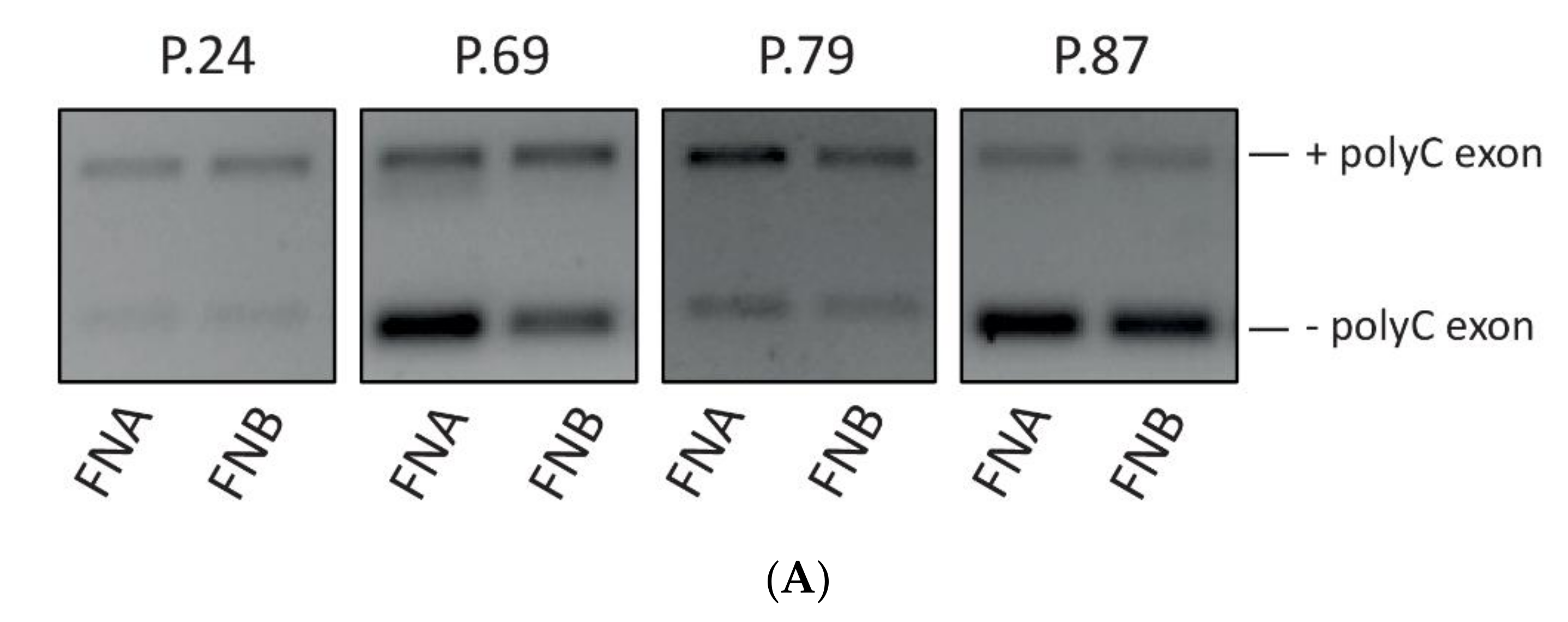 Cells 09 02561 g006a Cells 09 02561 g006a
