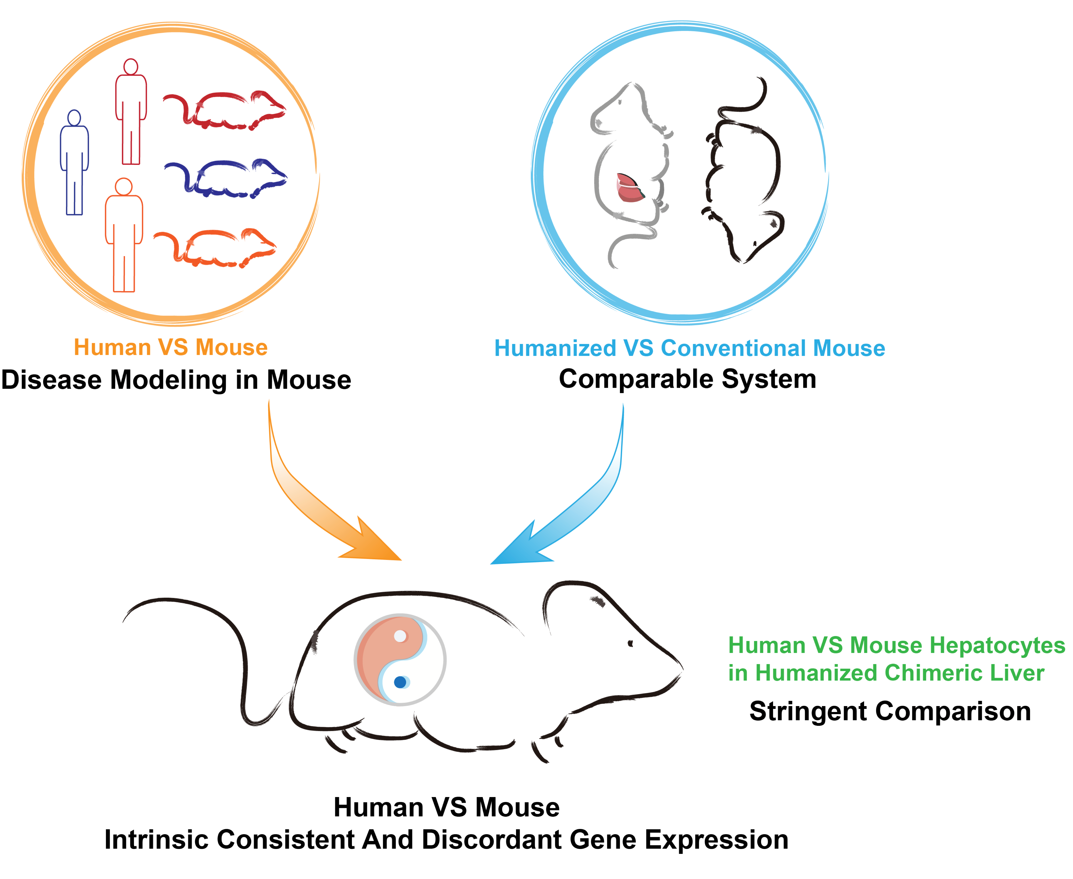 Cells Free Full Text Comparative Transcriptomics Analyses In Livers Of Mice Humans And