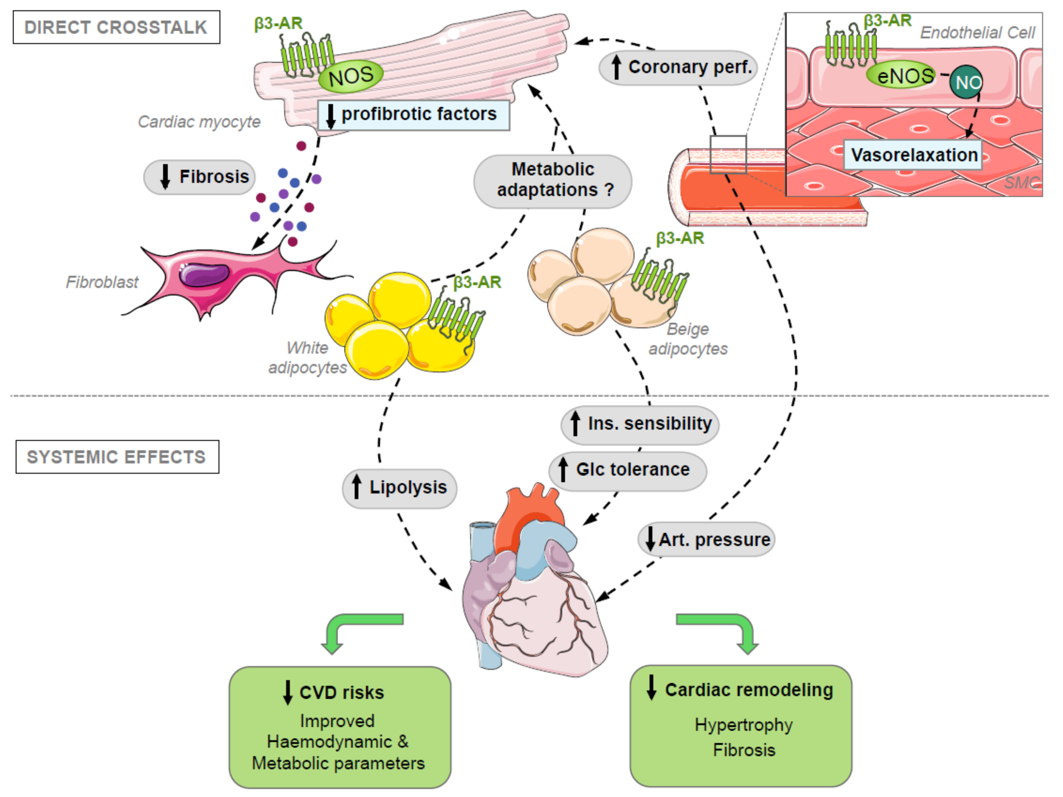 Cells | Free Full-Text | The Beta3 Adrenergic Receptor in Healthy and ...