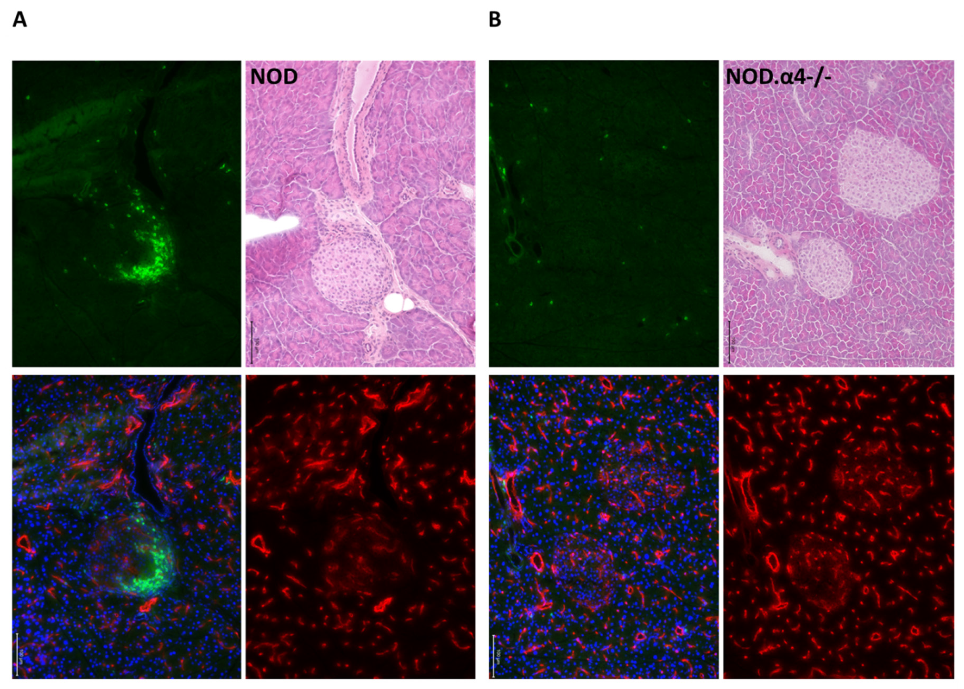 Cells 09 02597 g003 Cells 09 02597 g003