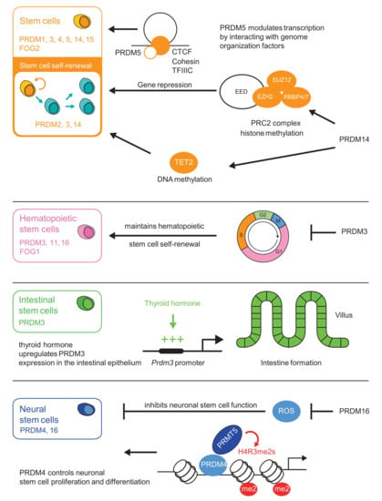 Cells | Free Full-Text | Emerging Roles of PRDM Factors in Stem