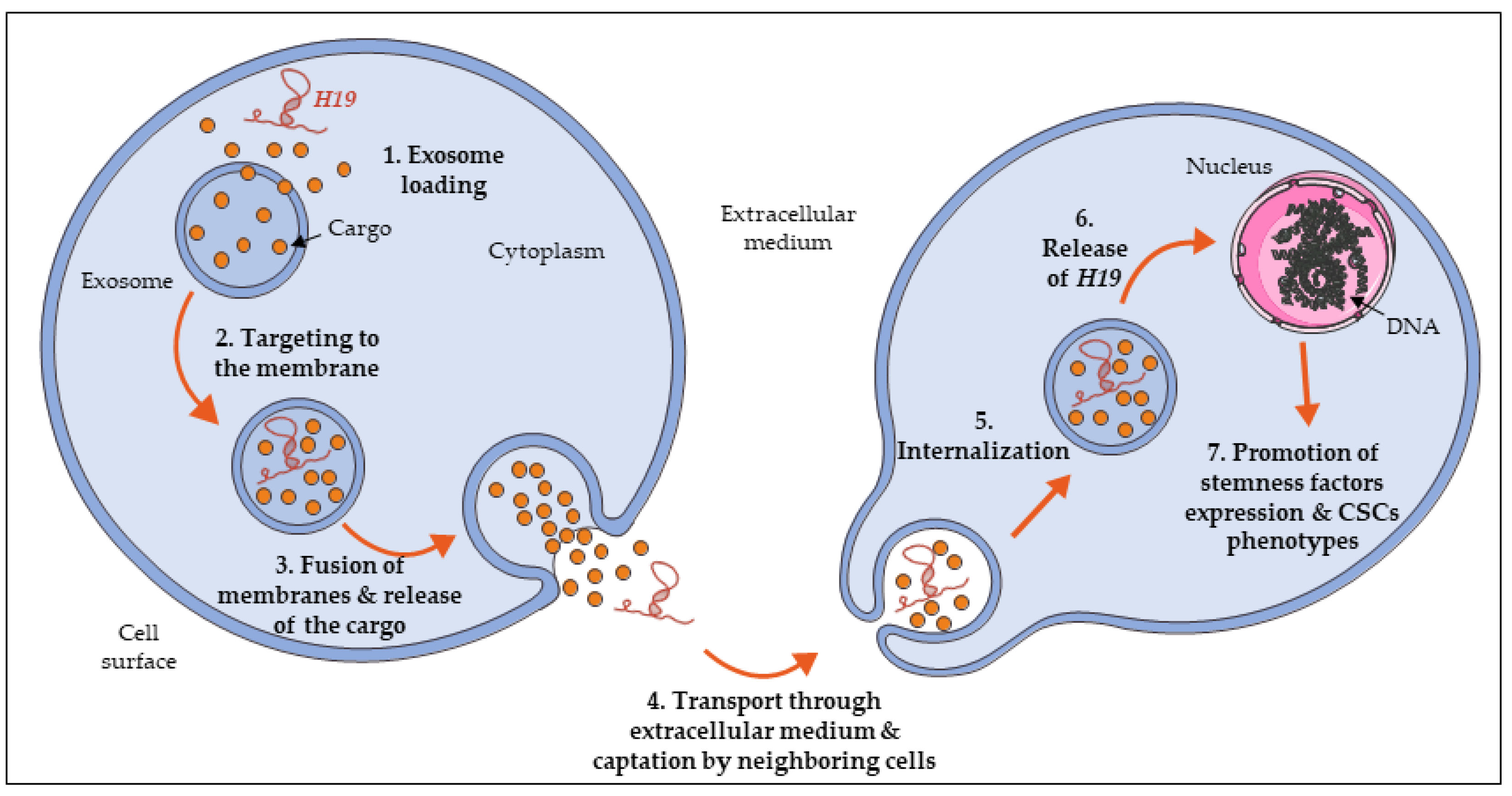 Propagation and Maintenance of Cancer Stem Cells: A Major Influence of ...