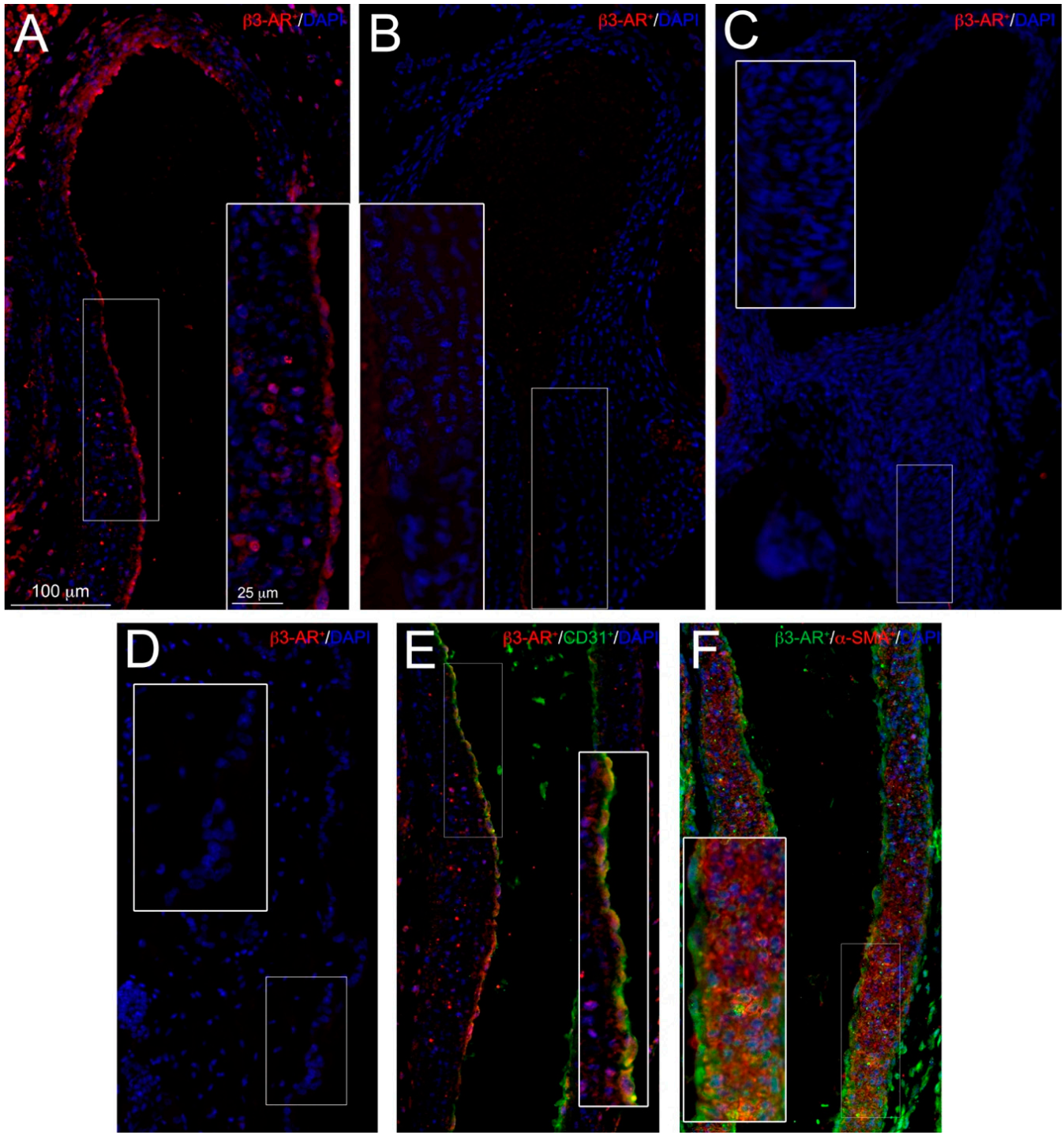 Cells 09 02625 g003 Cells 09 02625 g003