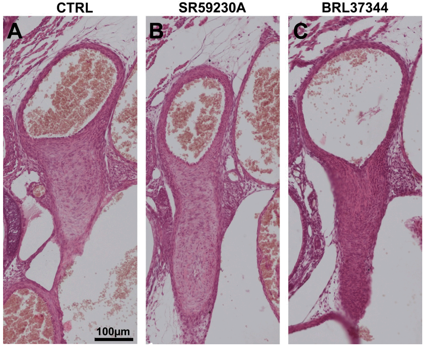 Cells 09 02625 g008 Cells 09 02625 g008