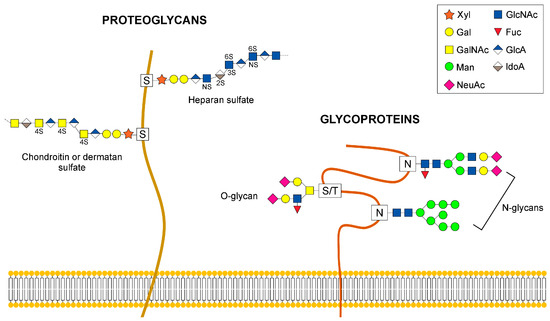 Cells Free Full Text The Close Relationship Between The Golgi Trafficking Machinery And Protein Glycosylation Html