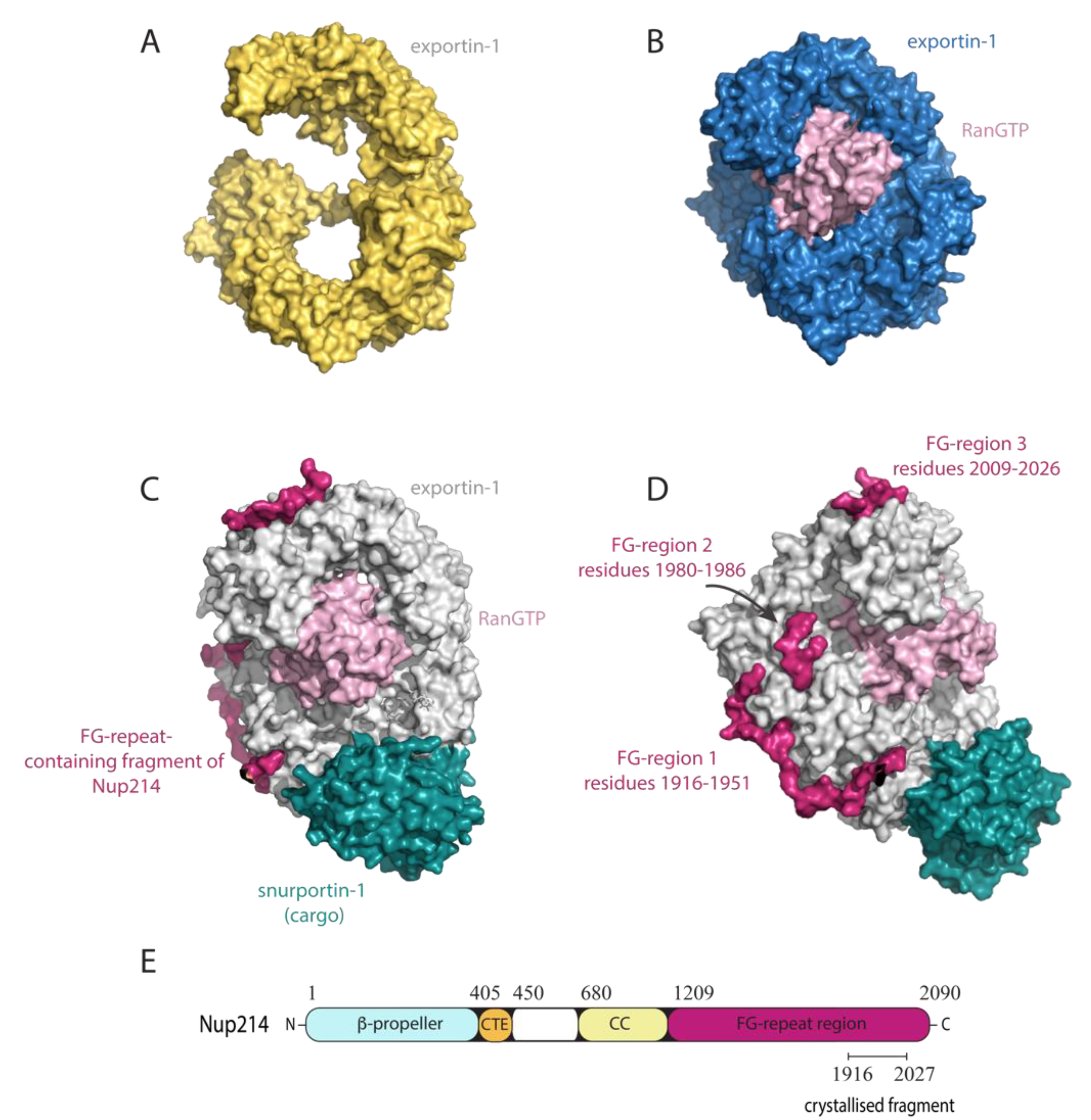 SPANX-A/D protein subfamily plays a key role in nuclear