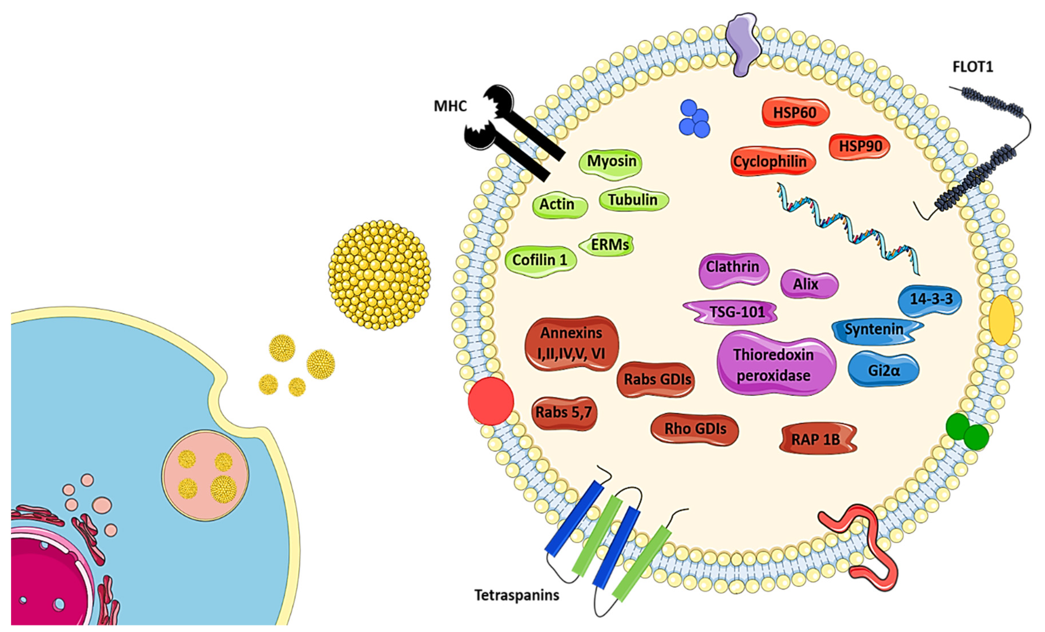 Cells | Free Full-Text | Stem Cell-Derived Exosomes as Therapeutic Approach  for Neurodegenerative Disorders: From Biology to Biotechnology