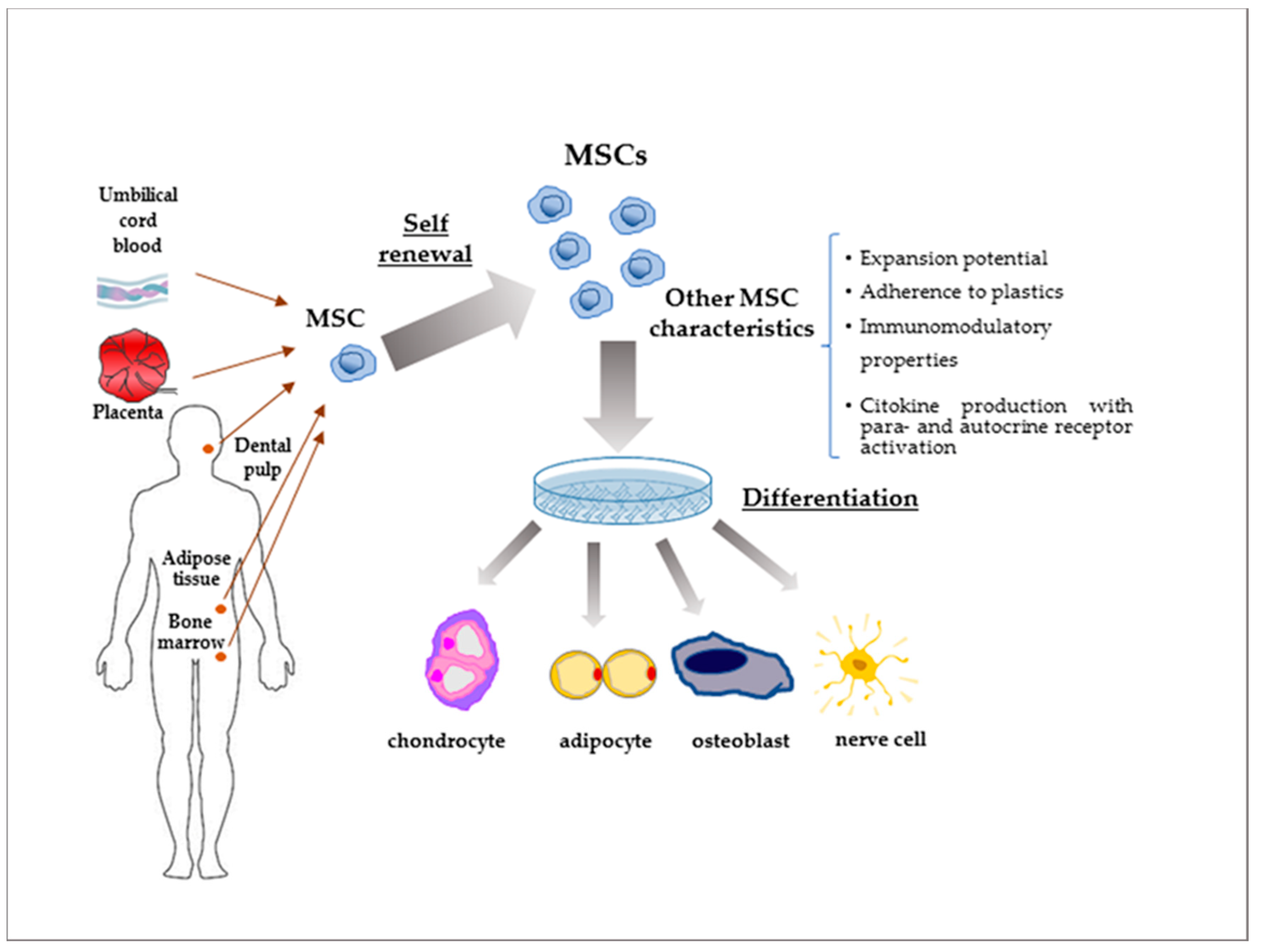 Cells 09 02678 g002 Cells 09 02678 g002