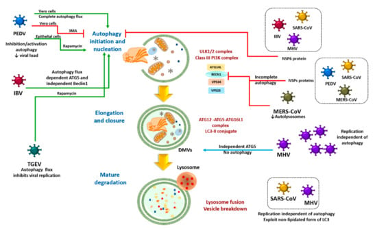 Cells Free Full Text Taming The Autophagy As A Strategy For Treating Covid 19 Html