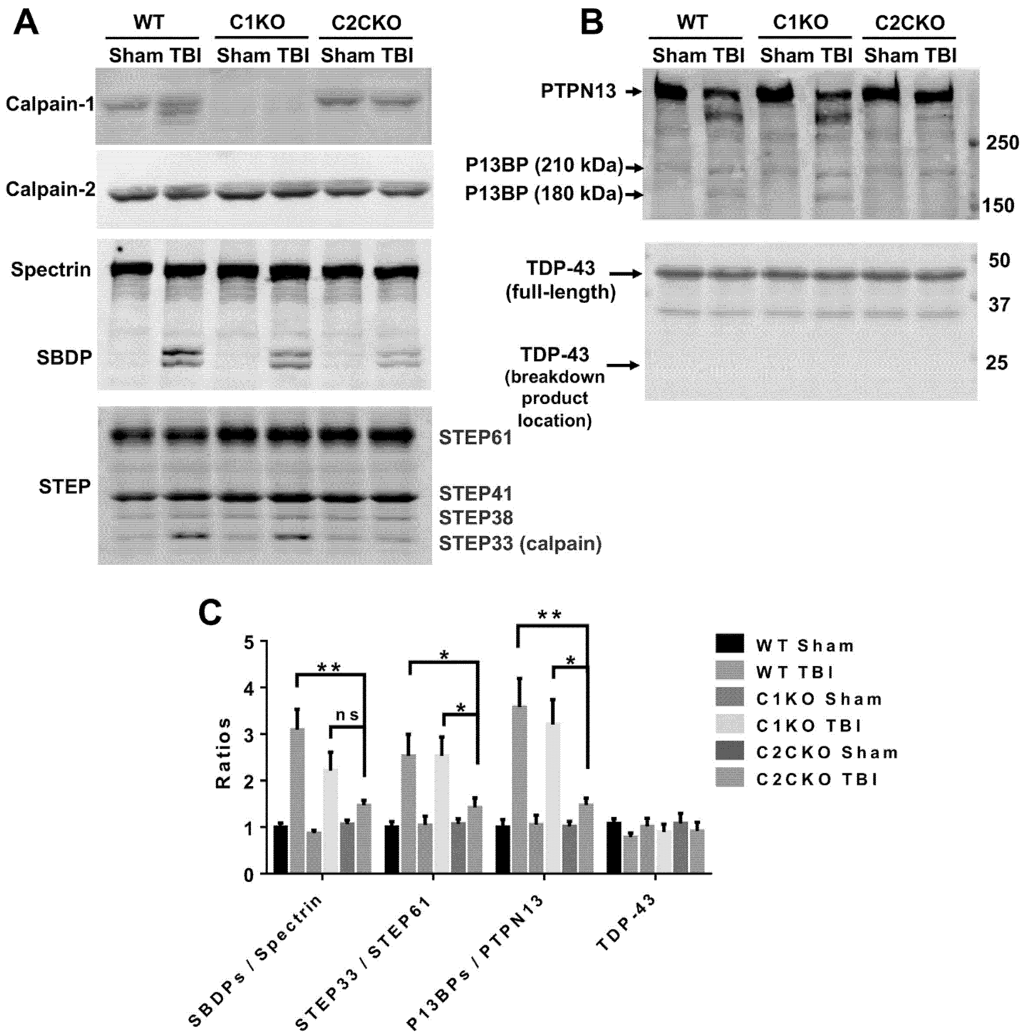 Cells 09 02698 g002 Cells 09 02698 g002
