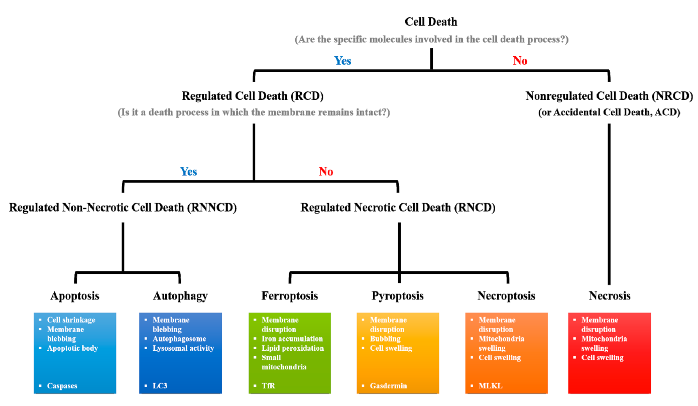 Types of cell death according to the Nomenclature Committee on