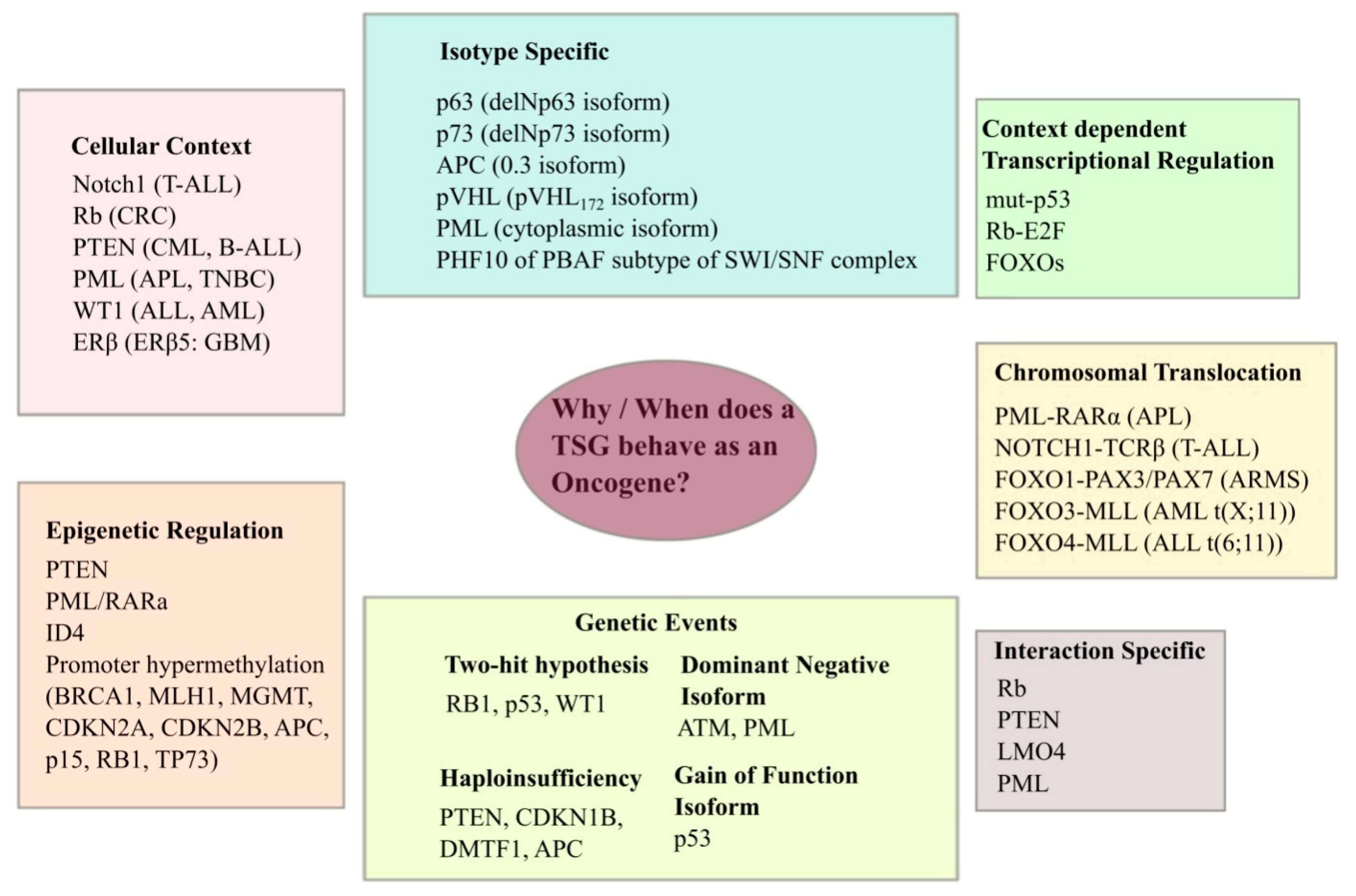 tumor suppressor genes and proto oncogenes