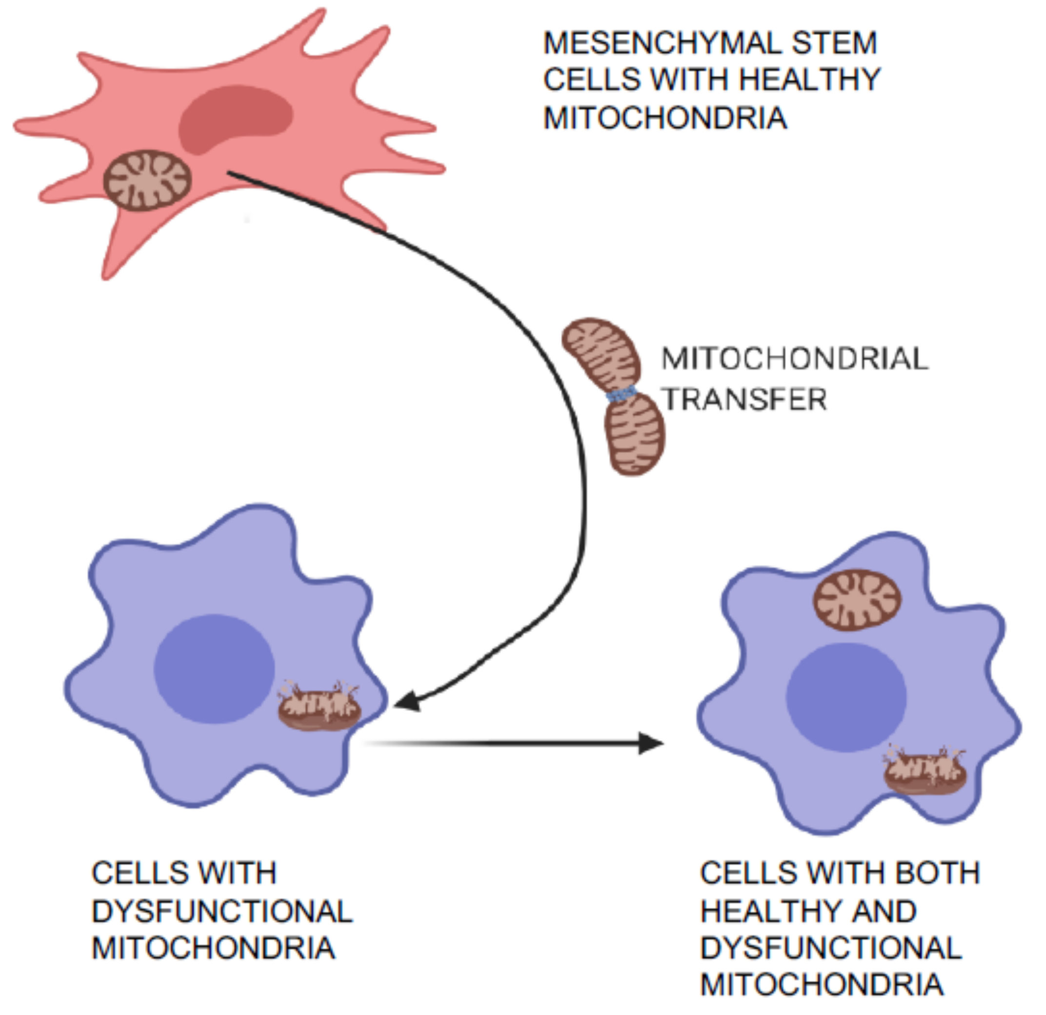 Cells 10 00054 g003 Cells 10 00054 g003