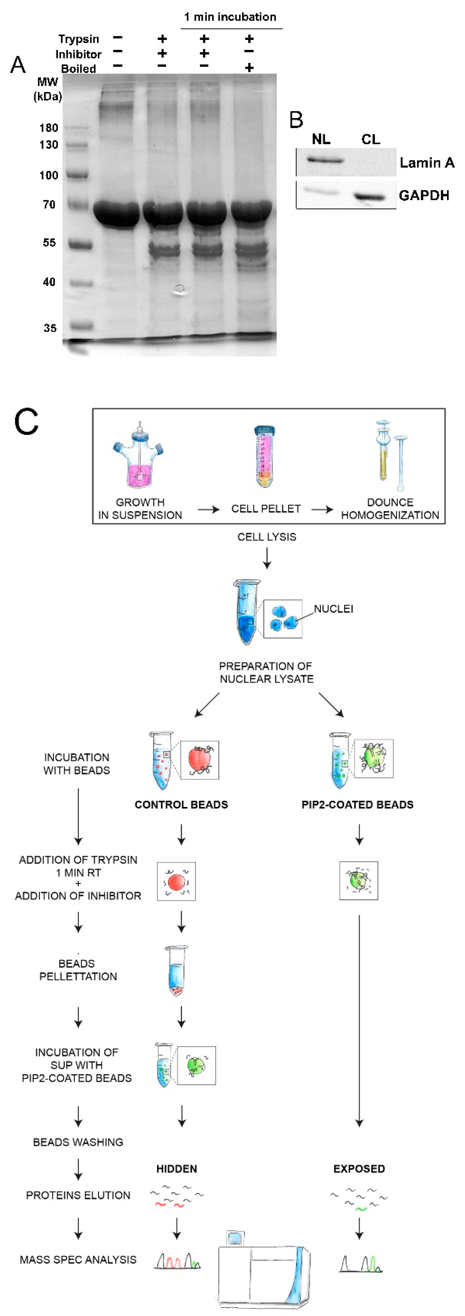 Cells | Free Full-Text | Limited Proteolysis-Coupled Mass