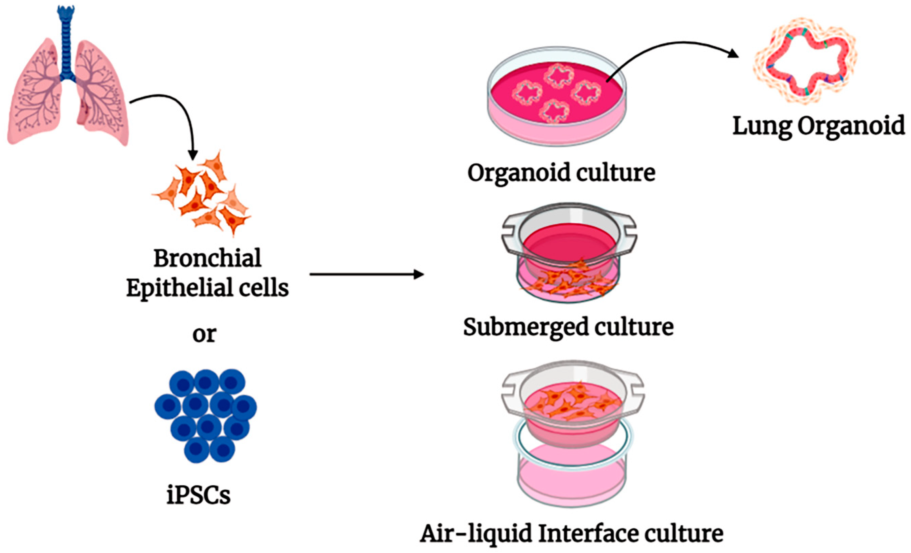 Cells 10 00091 g003 Cells 10 00091 g003