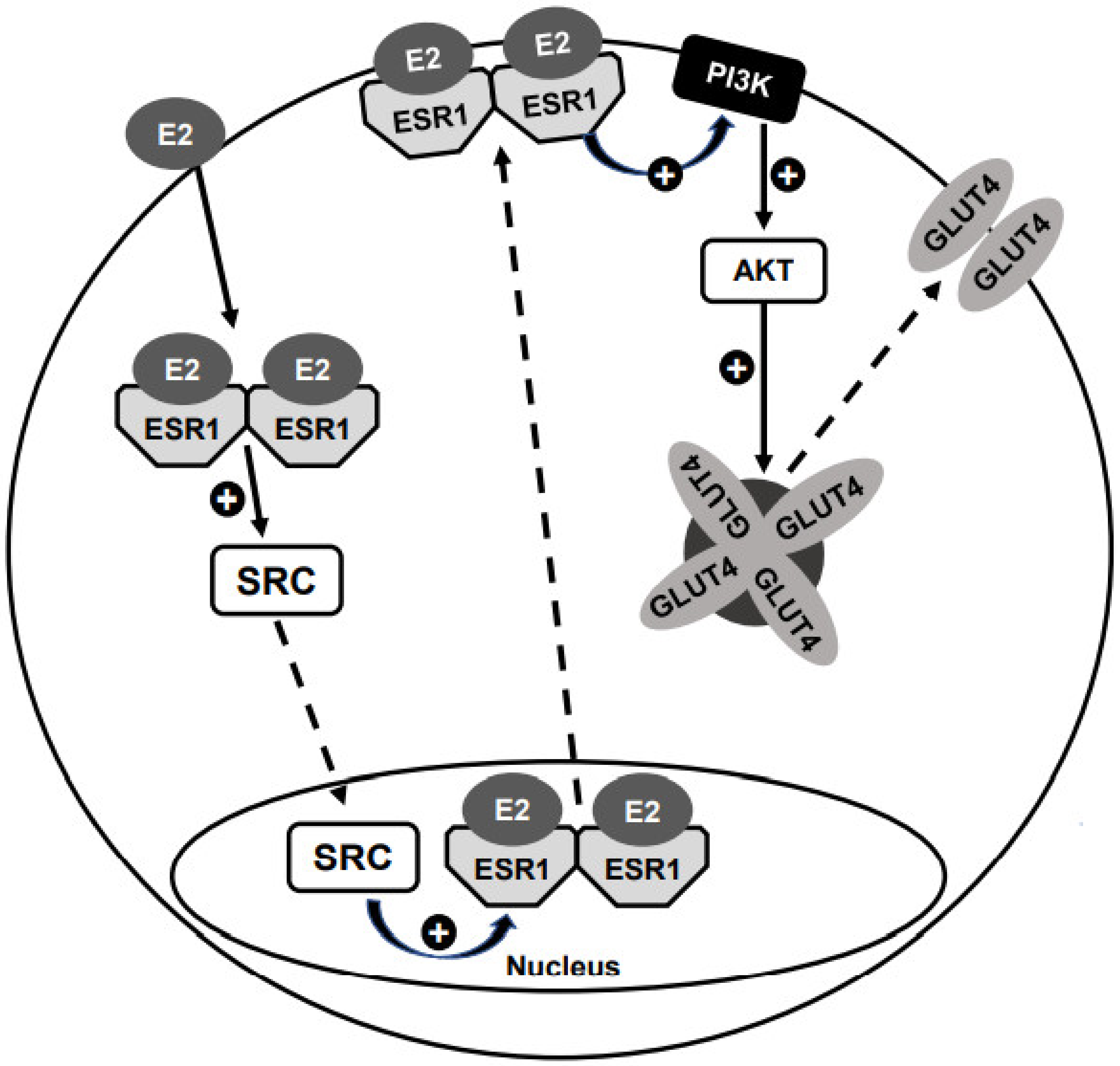 Cells | Free Full-Text | Estrogen and Glycemic Homeostasis: The Fundamental  Role of Nuclear Estrogen Receptors ESR1/ESR2 in Glucose Transporter GLUT4  Regulation