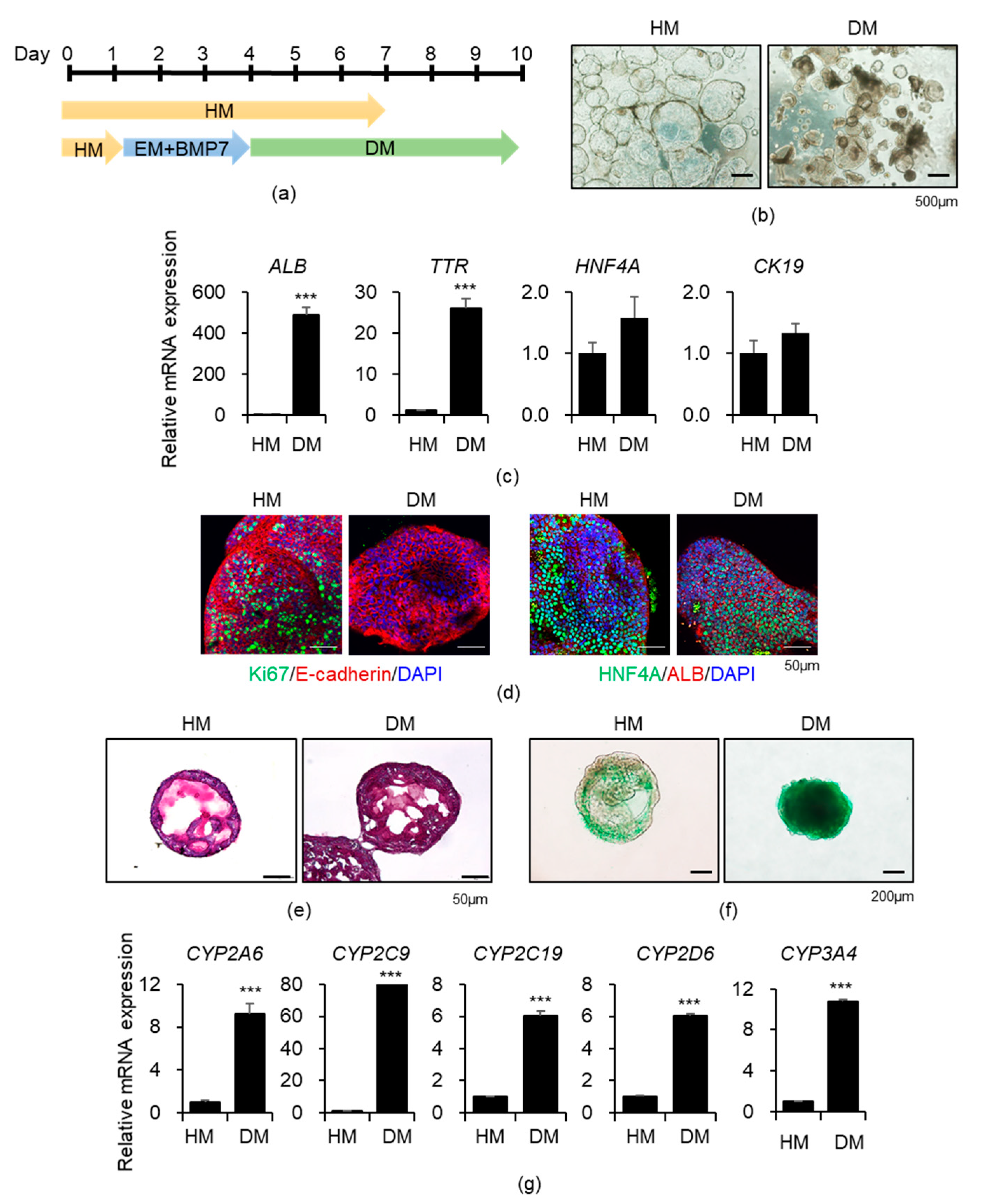 Cells | Free Full-Text | Effect of Microbial Short-Chain Fatty Acids on  CYP3A4-Mediated Metabolic Activation of Human Pluripotent Stem Cell-Derived  Liver Organoids | HTML