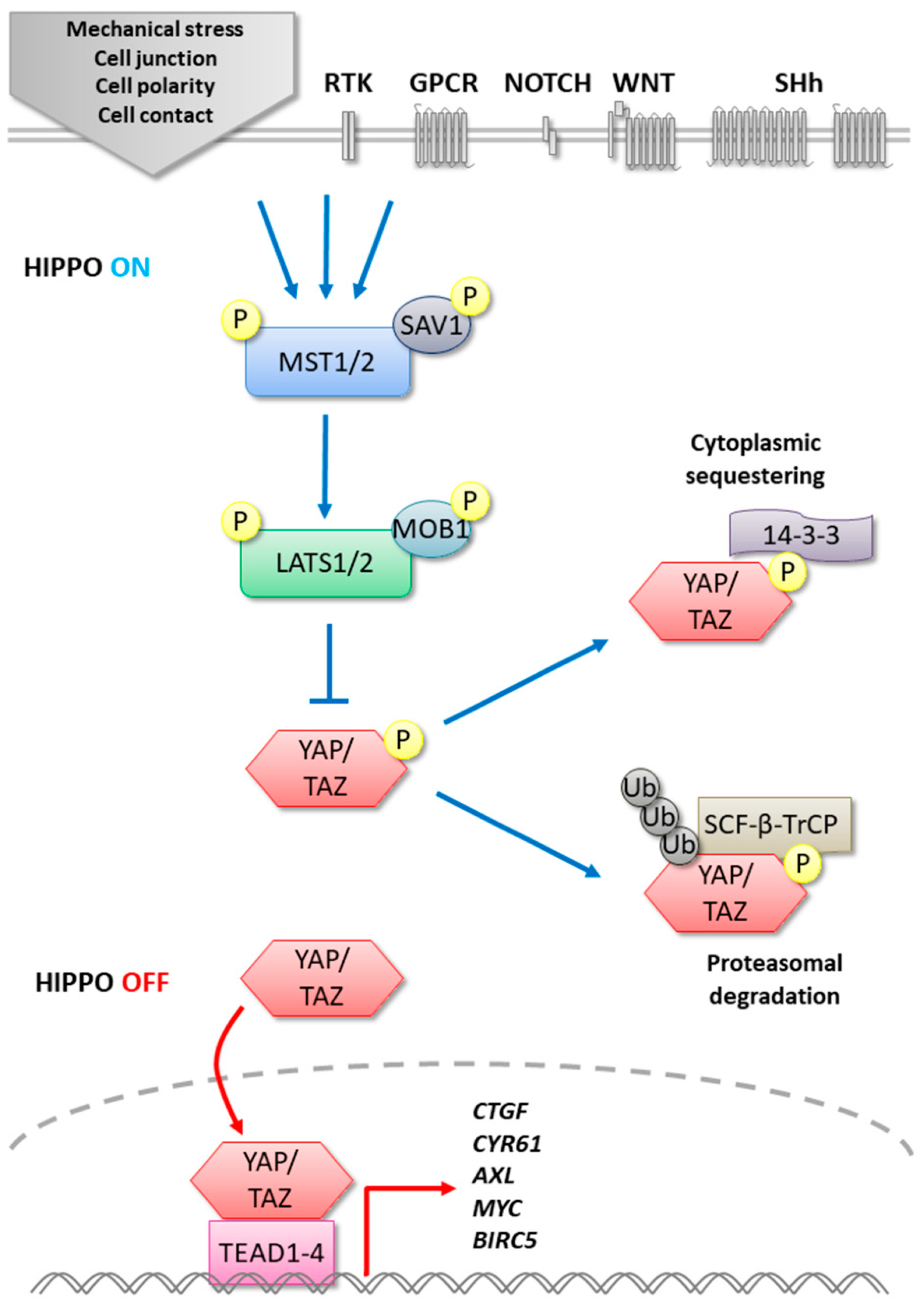 Cells | Free Full-Text | Hippo Signaling Pathway in Gliomas