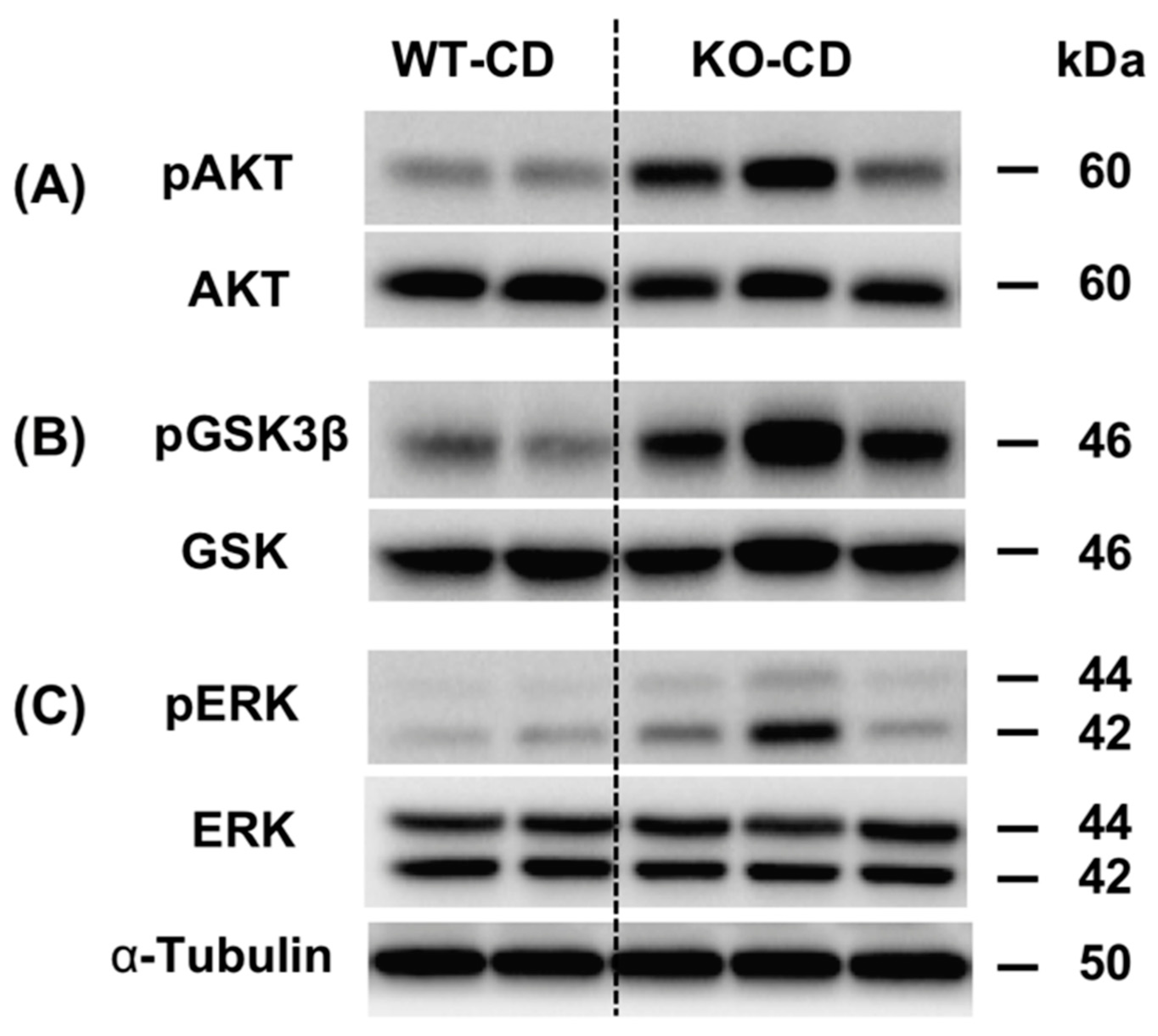 Cells 10 00201 g001 Cells 10 00201 g001