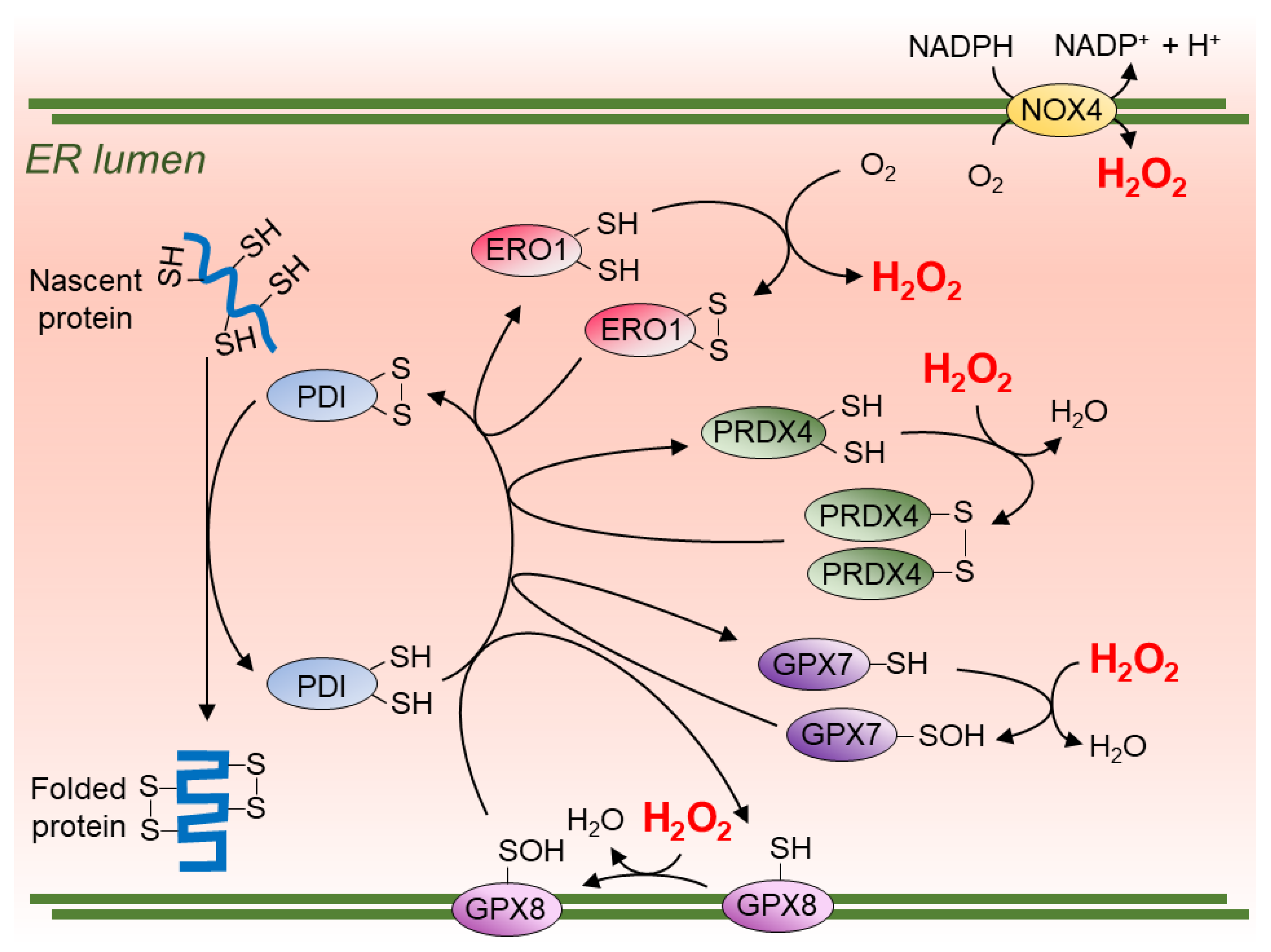 Cells | Free Full-Text | Intracellular Sources of ROS/H2O2 in Health and  Neurodegeneration: Spotlight on Endoplasmic Reticulum