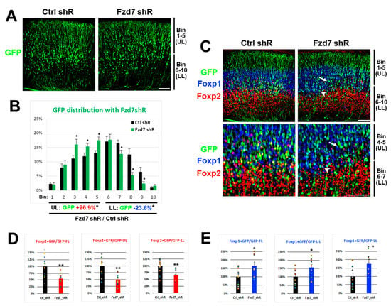 PDF) Translational derepression of Elavl4 isoforms at their alternative 5′  UTRs determines neuronal development