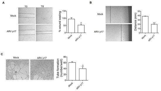 Cells | Free Full-Text | Avian Reovirus P17 Suppresses Angiogenesis by  Promoting DPP4 Secretion