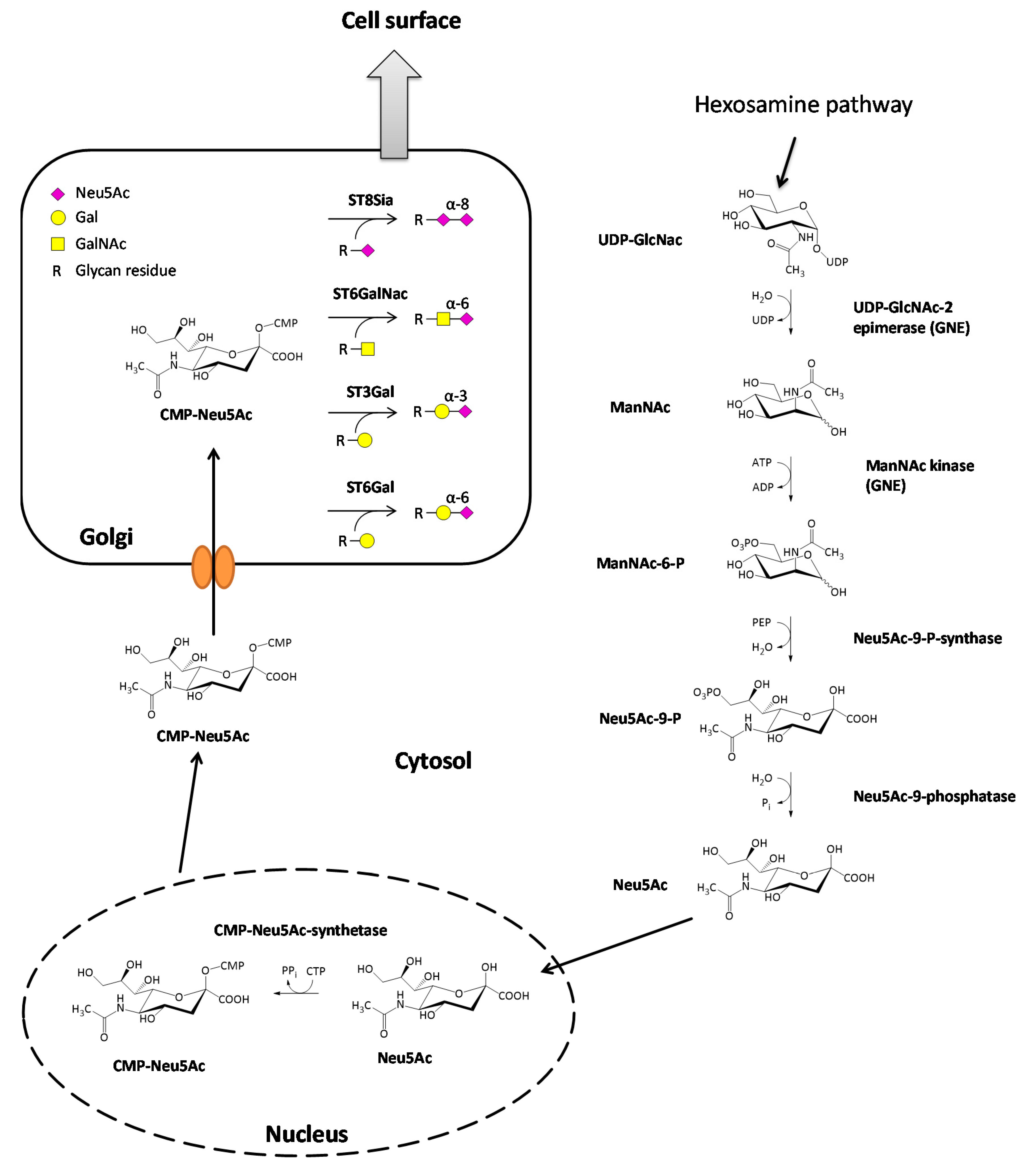 Cells Free Full Text Sialic Acids And Their Influence On Human Nk Cell Function 8053