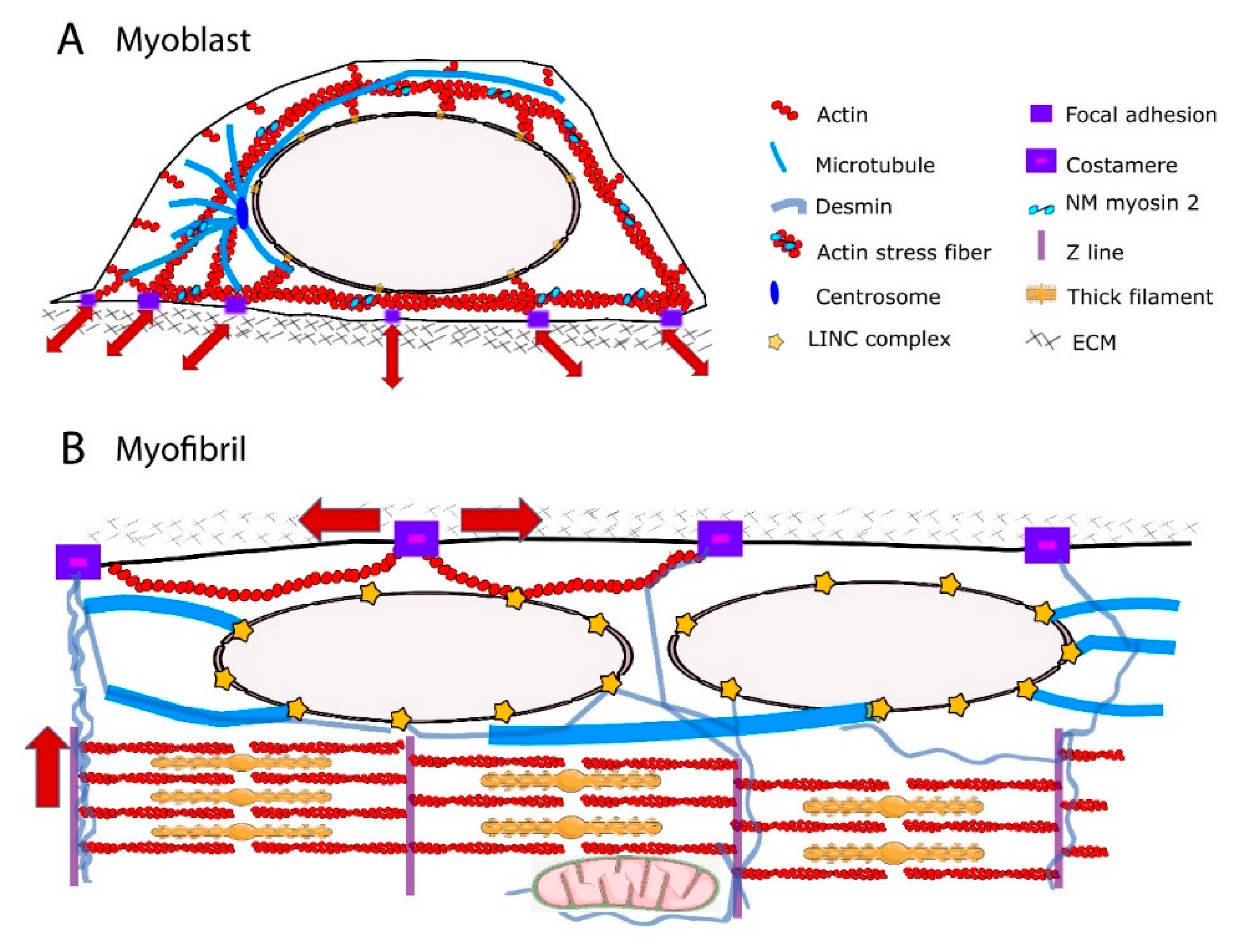 Cells | Free Full-Text | Nuclear Mechanotransduction in Skeletal Muscle |  HTML