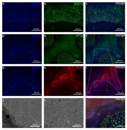 Cells Free Full Text Directed Differentiation Of Human Pluripotent Stem Cells Towards