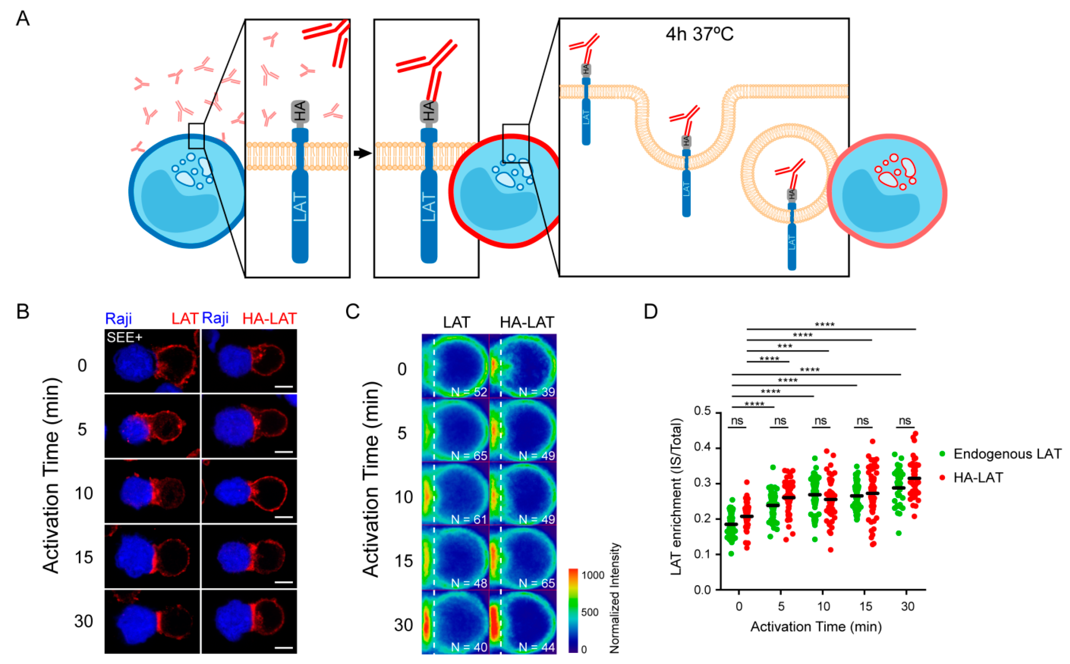 figure supplement 3: Numerically high synapse edges are distributed