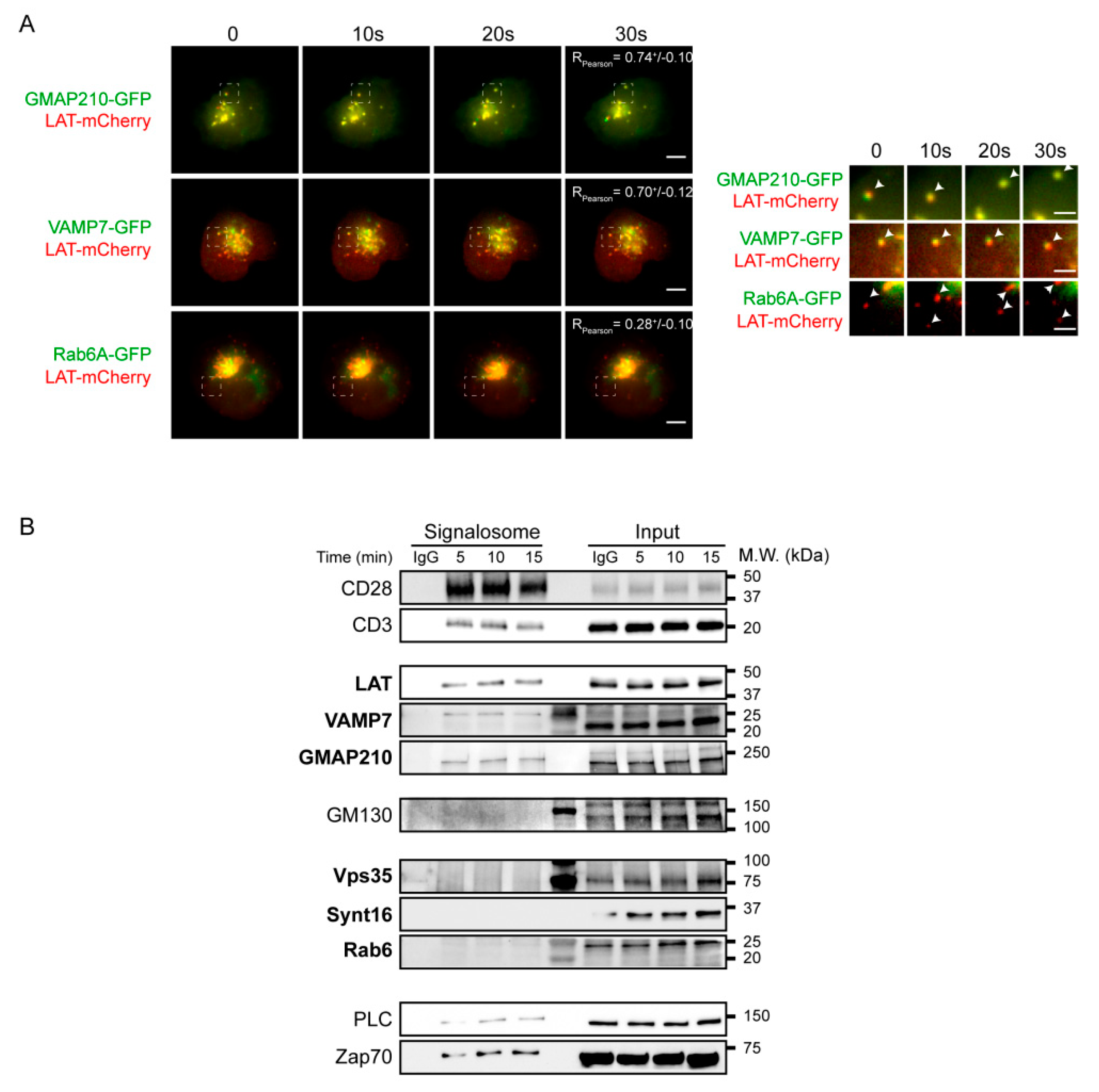 Cells 10 00359 g003 Cells 10 00359 g003