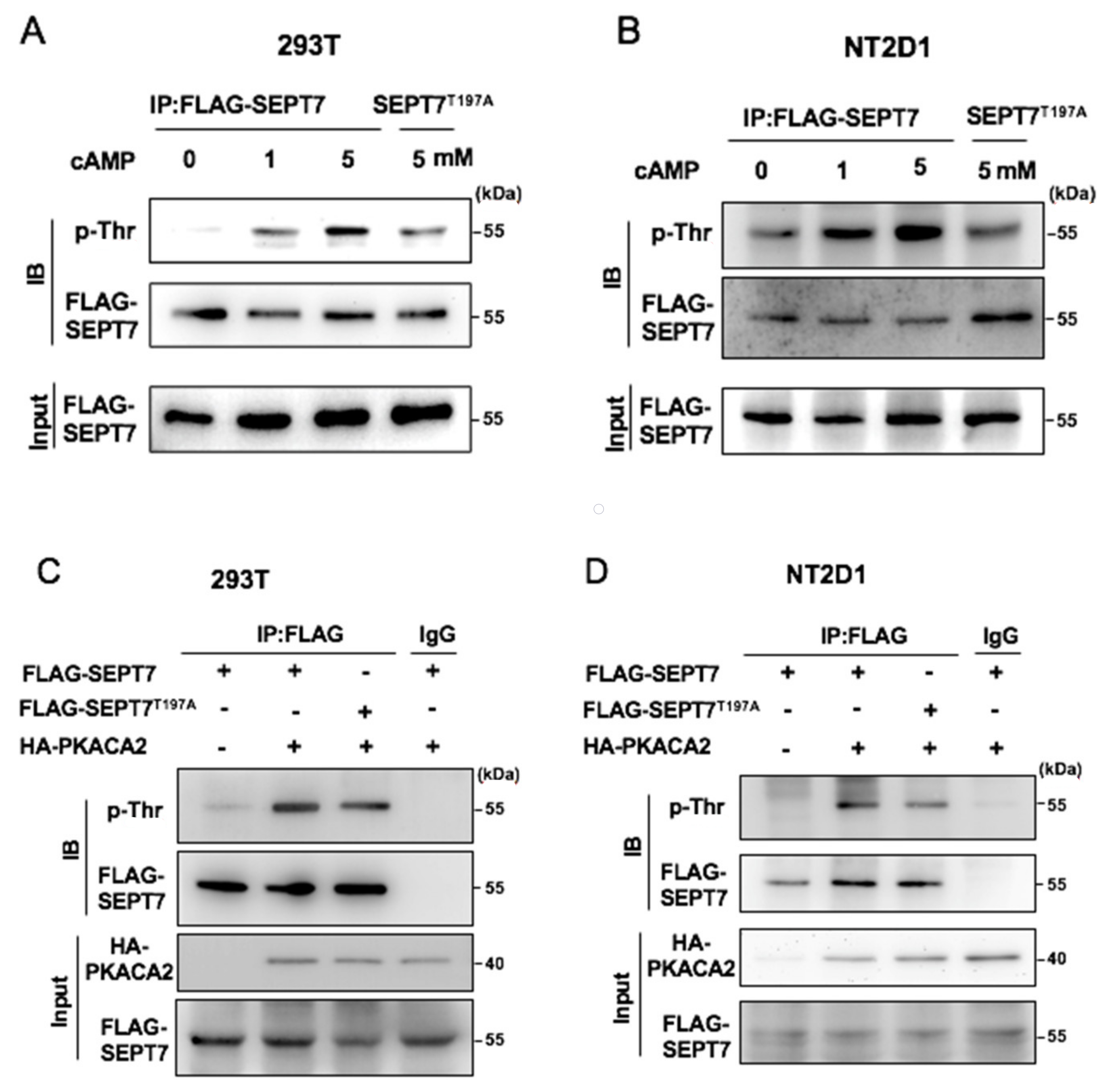 Cells 10 00361 g002 Cells 10 00361 g002