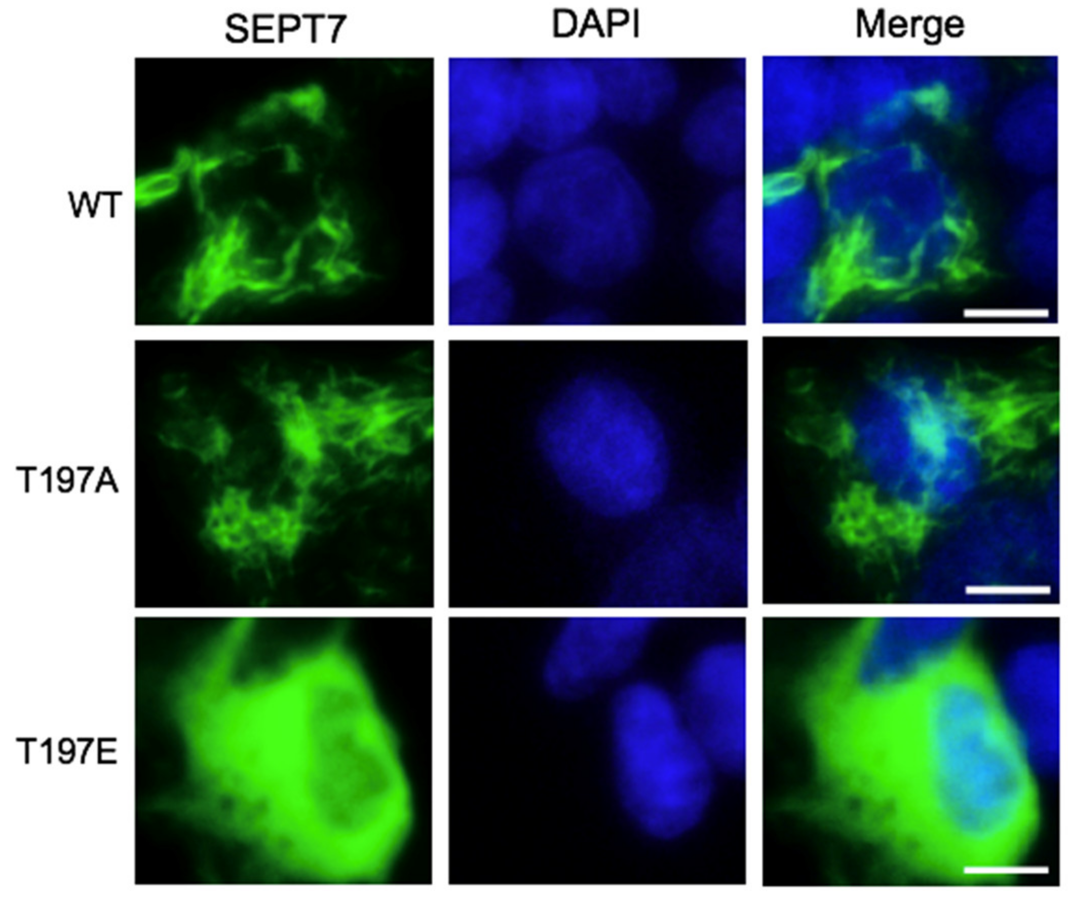 Cells 10 00361 g004 Cells 10 00361 g004