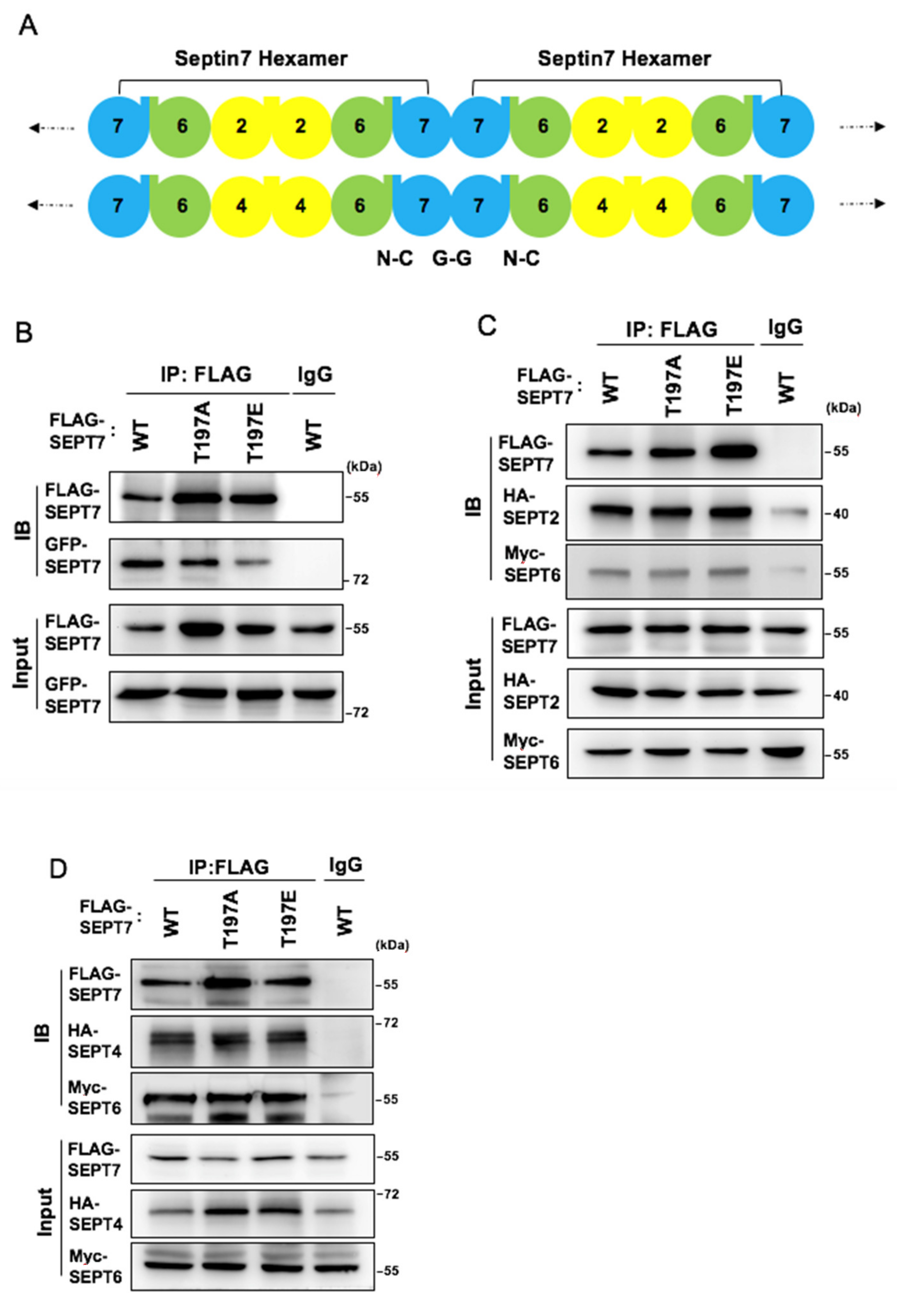 Cells 10 00361 g005 Cells 10 00361 g005
