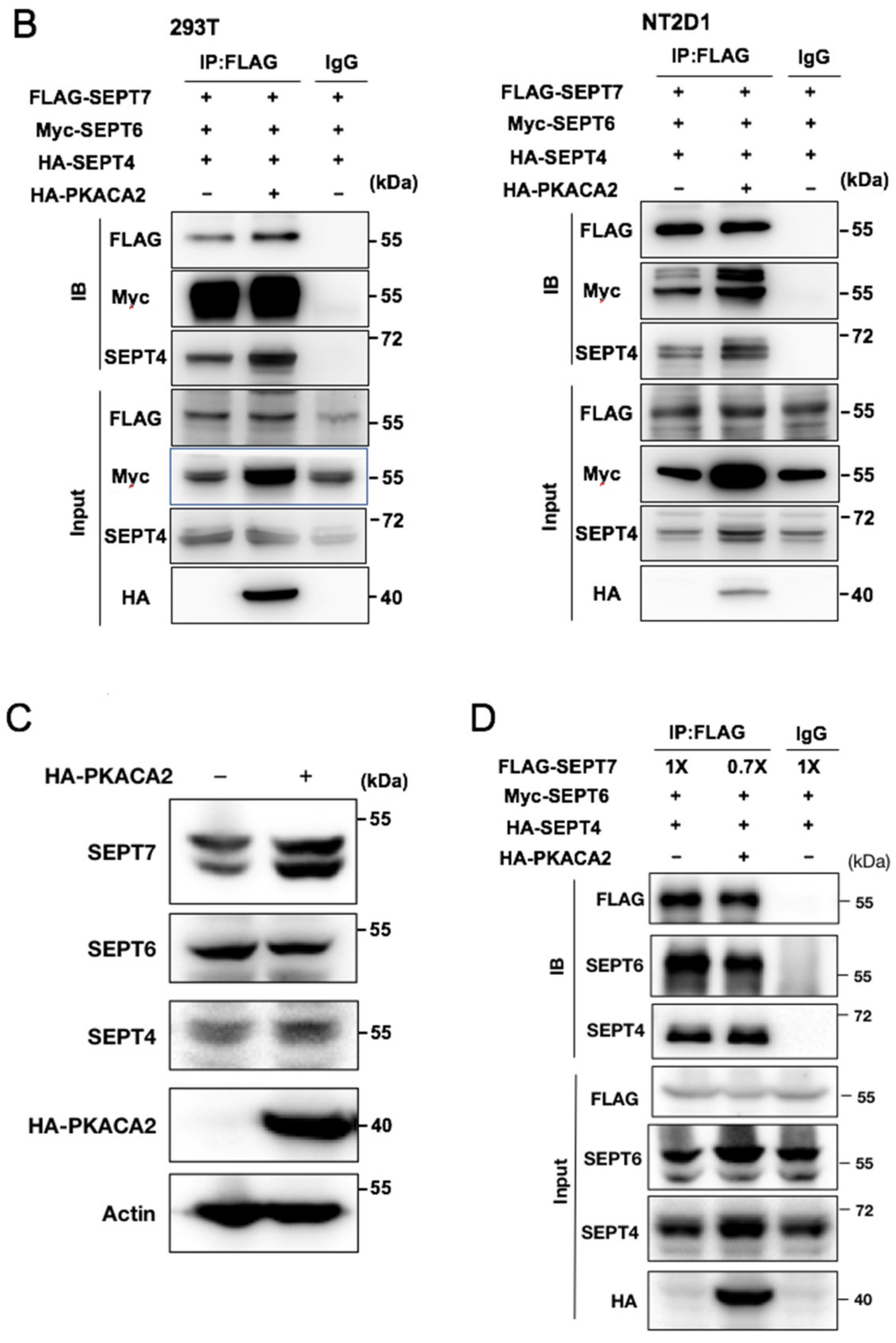 Cells 10 00361 g006b Cells 10 00361 g006b