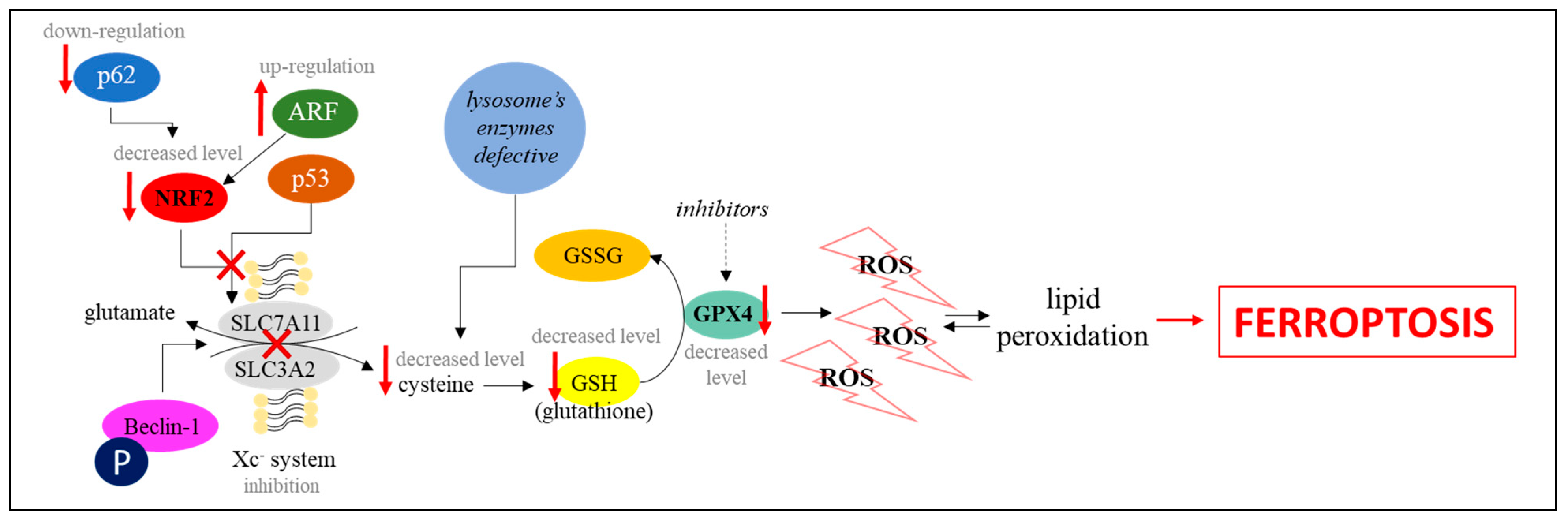 Cells Free Full Text Ferroptosis And Its Modulation By Autophagy In Light Of The 8900