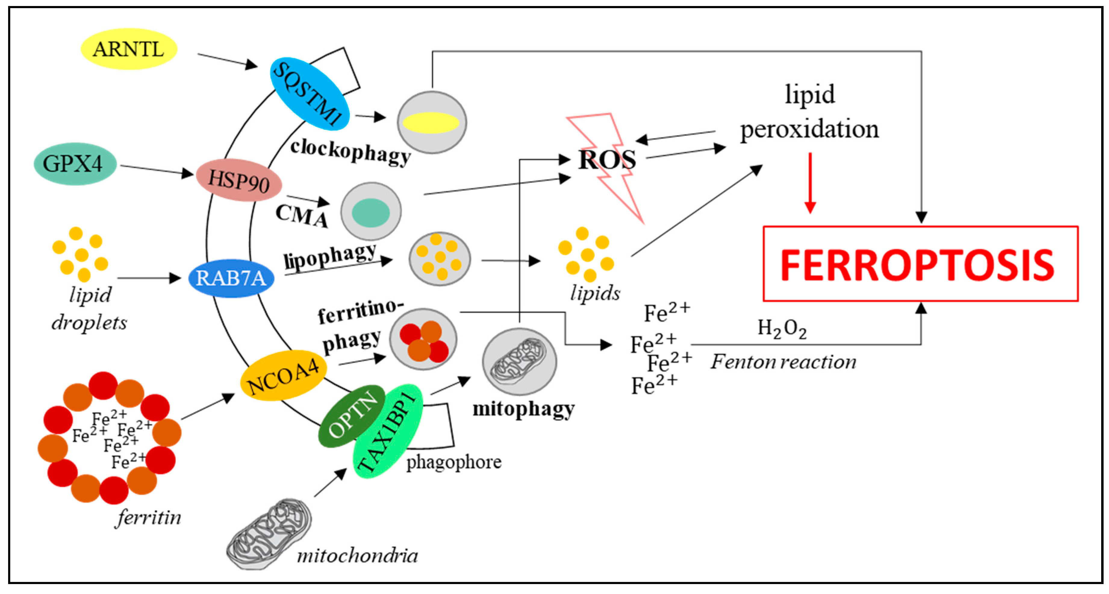 Autophagy Ferroptosis