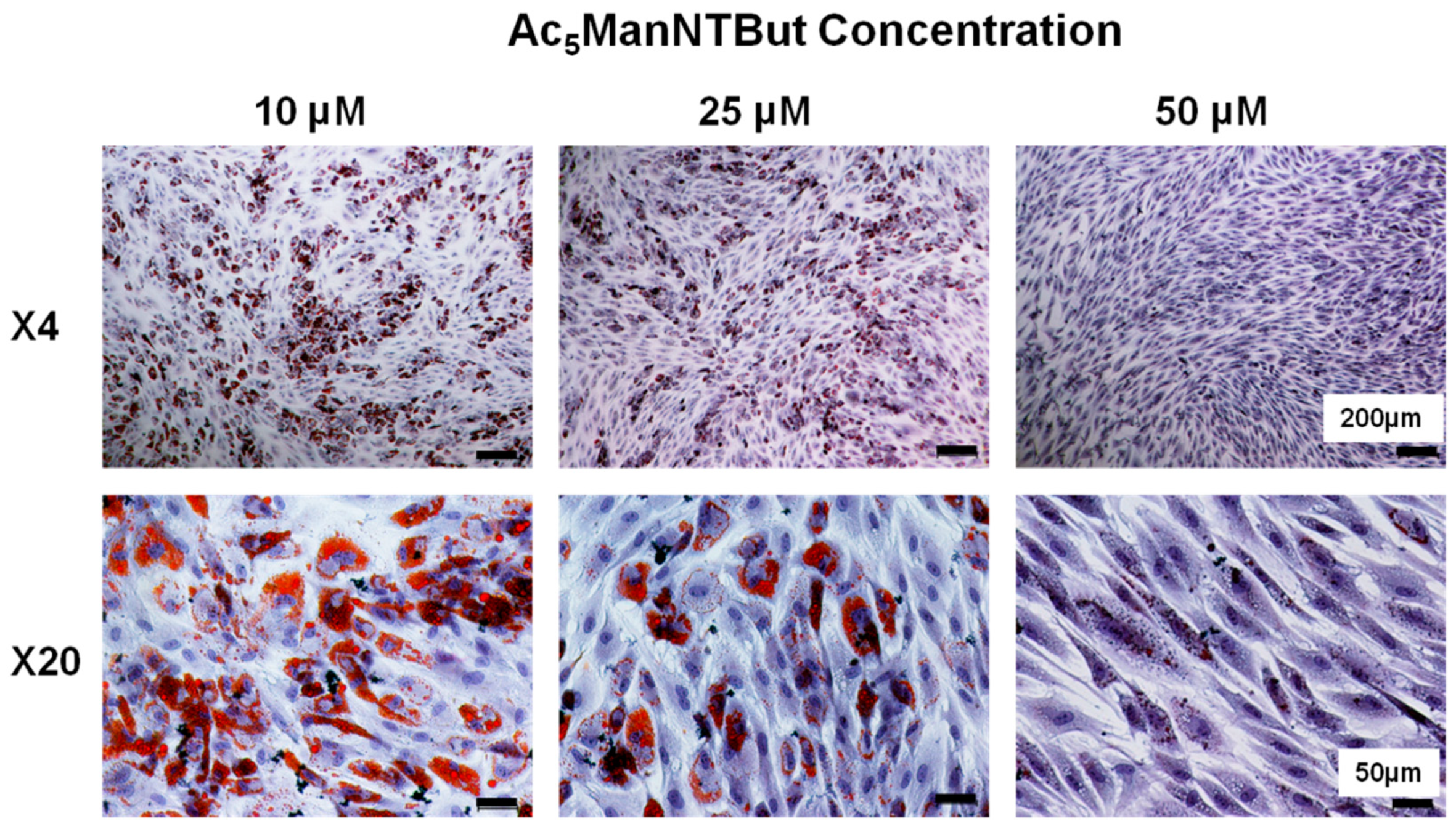 Cells 10 00377 g007 Cells 10 00377 g007