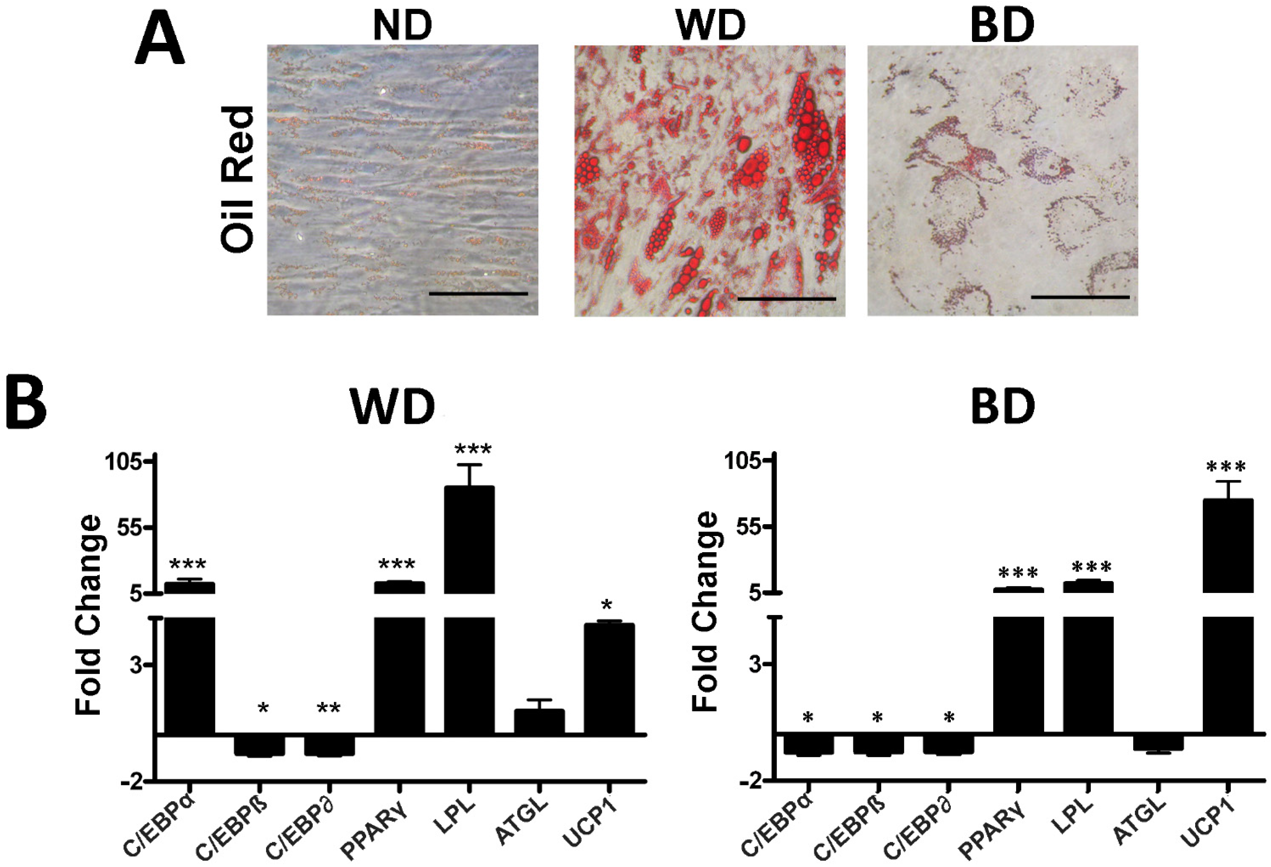 Cells 10 00403 g003 Cells 10 00403 g003