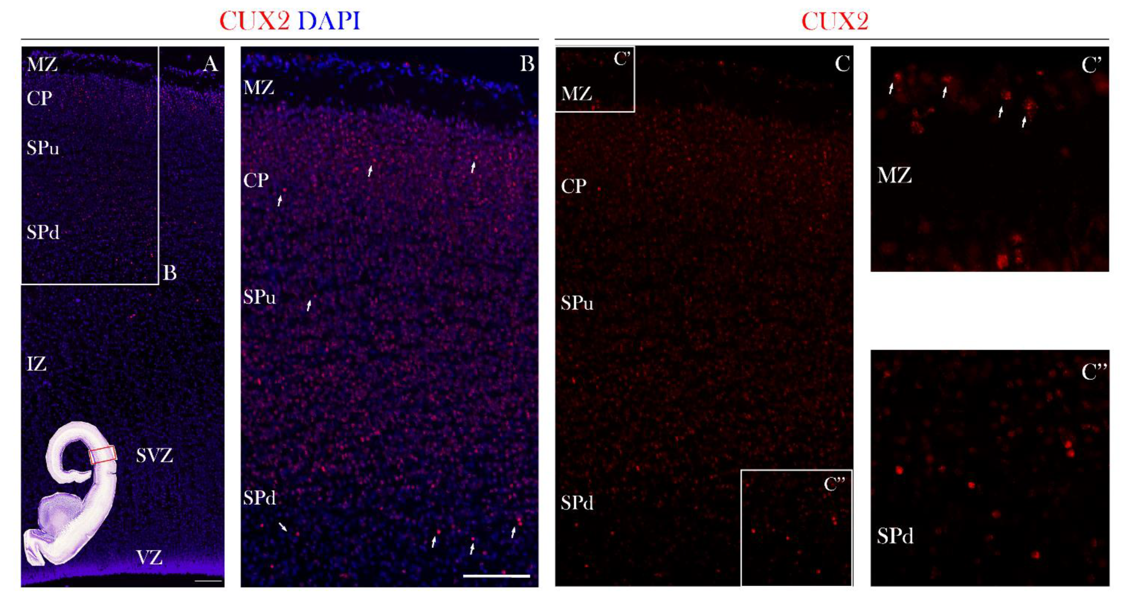Cells 10 00415 g003 Cells 10 00415 g003