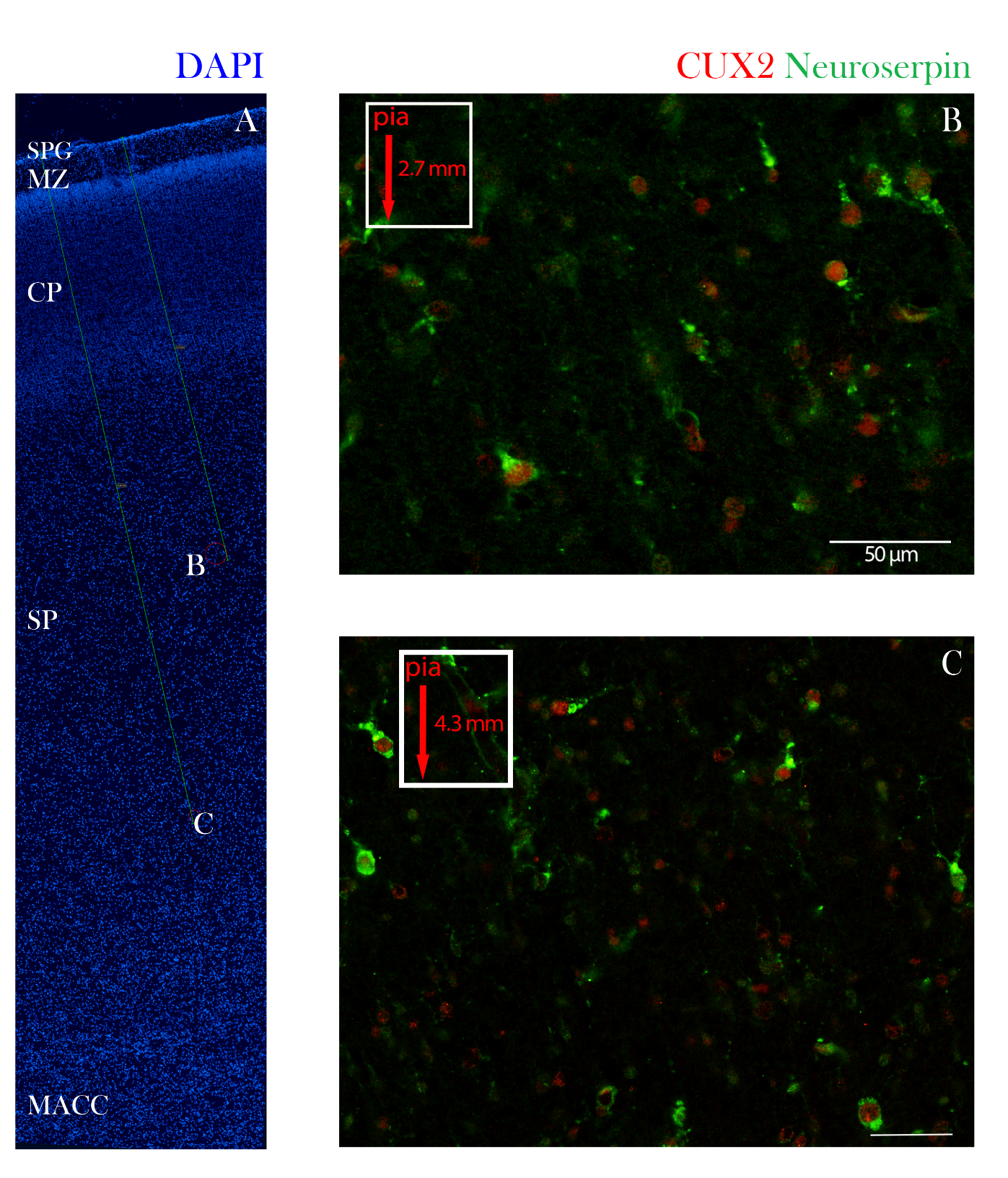 Cells 10 00415 g007 Cells 10 00415 g007
