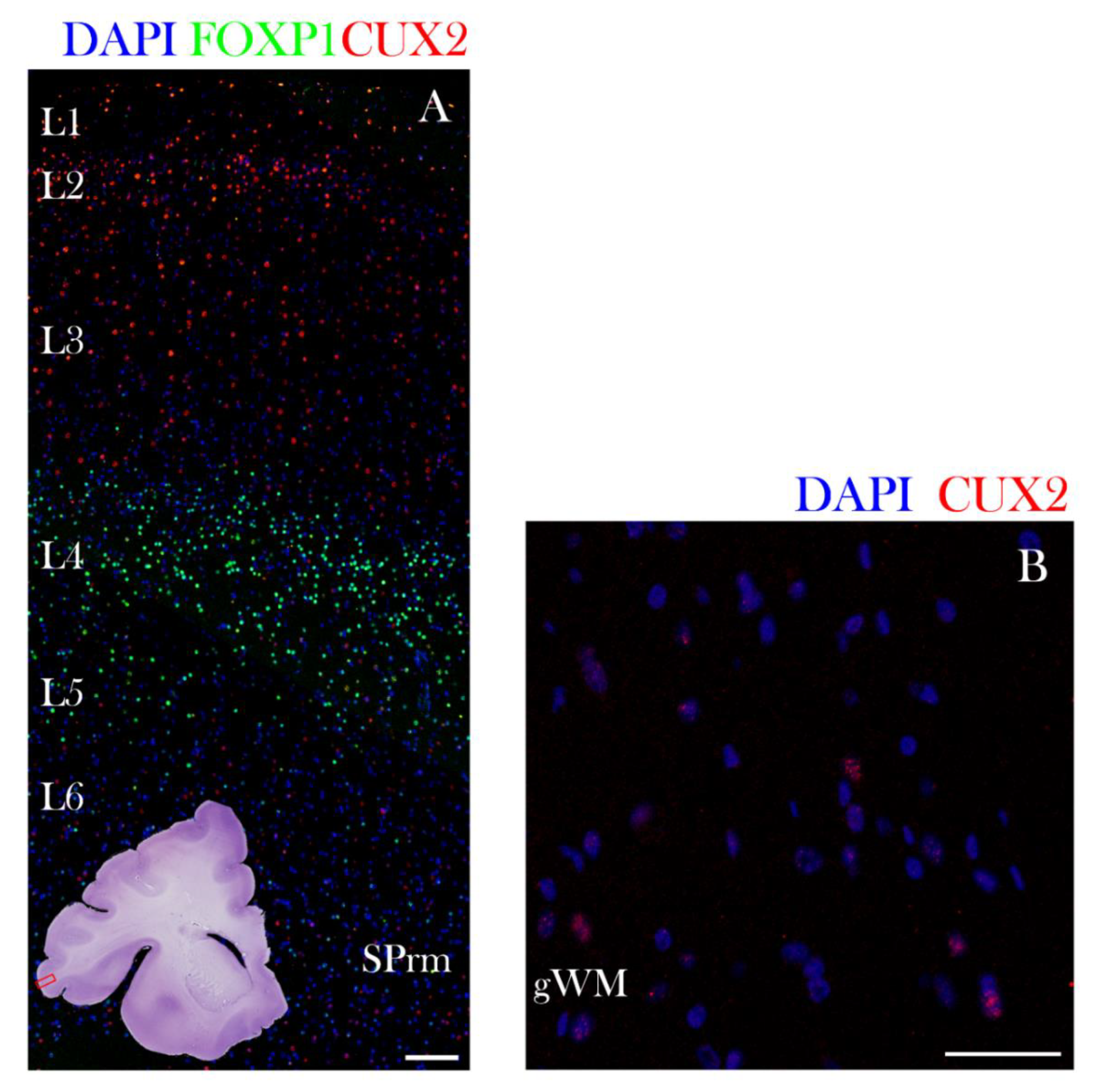 Cells 10 00415 g009 Cells 10 00415 g009