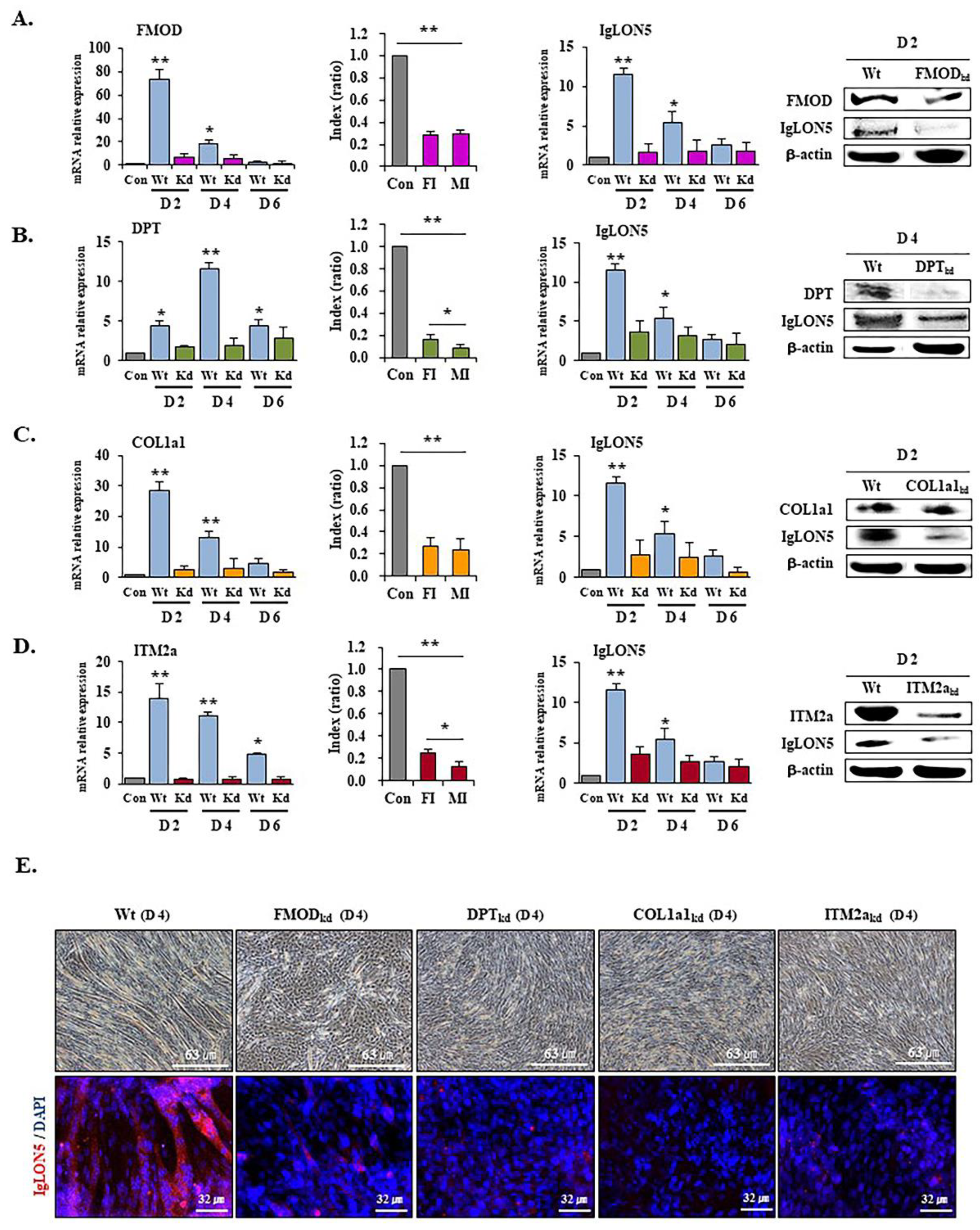 Cells 10 00417 g005 Cells 10 00417 g005