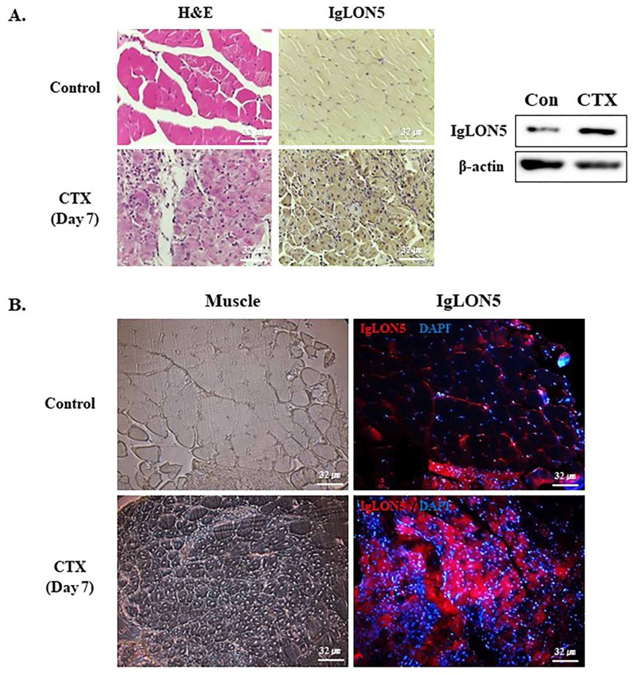 Cells 10 00417 g006 Cells 10 00417 g006