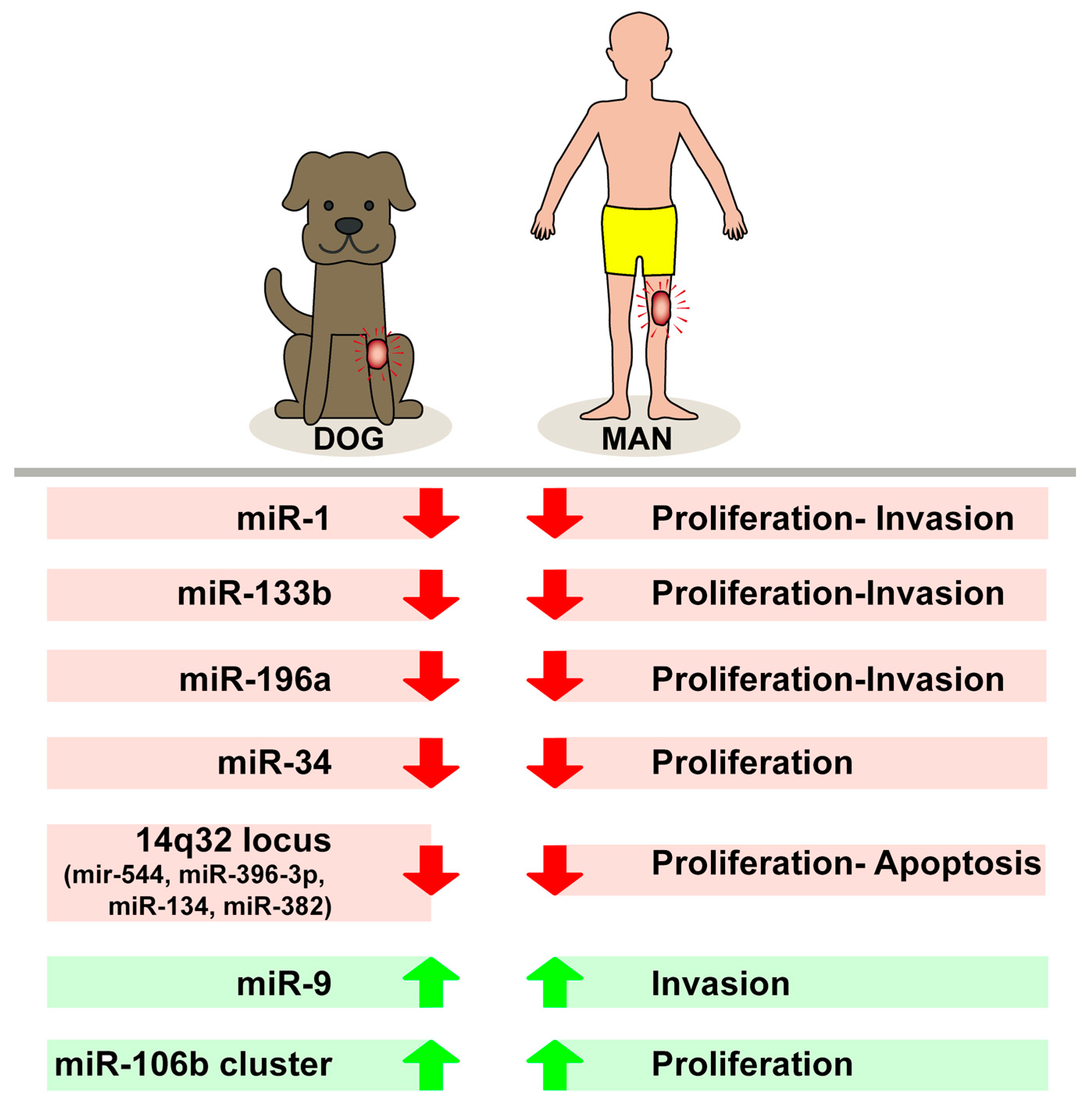 what is the survival rate of osteosarcoma in dogs