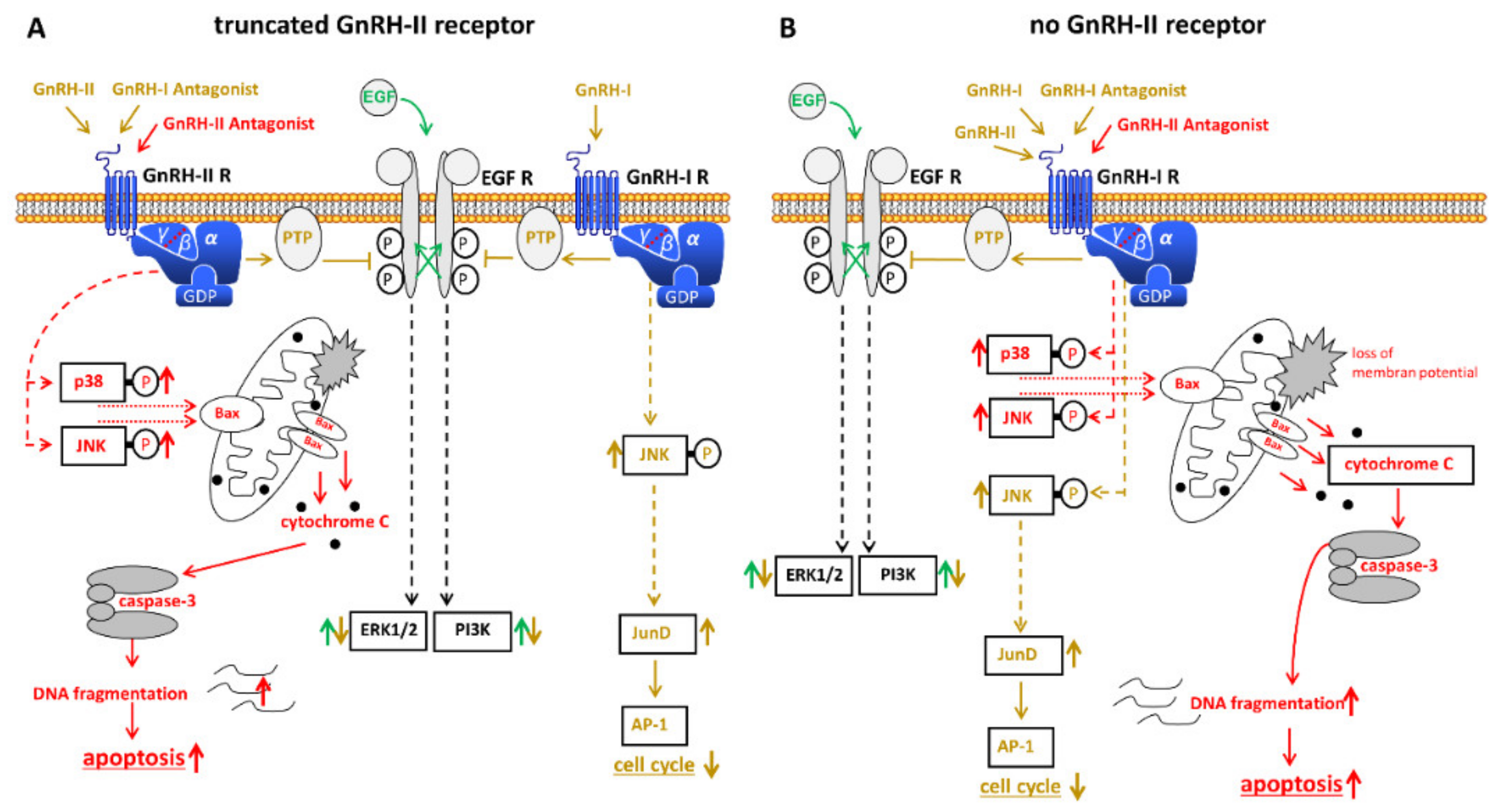 Cells 10 00437 g002 Cells 10 00437 g002