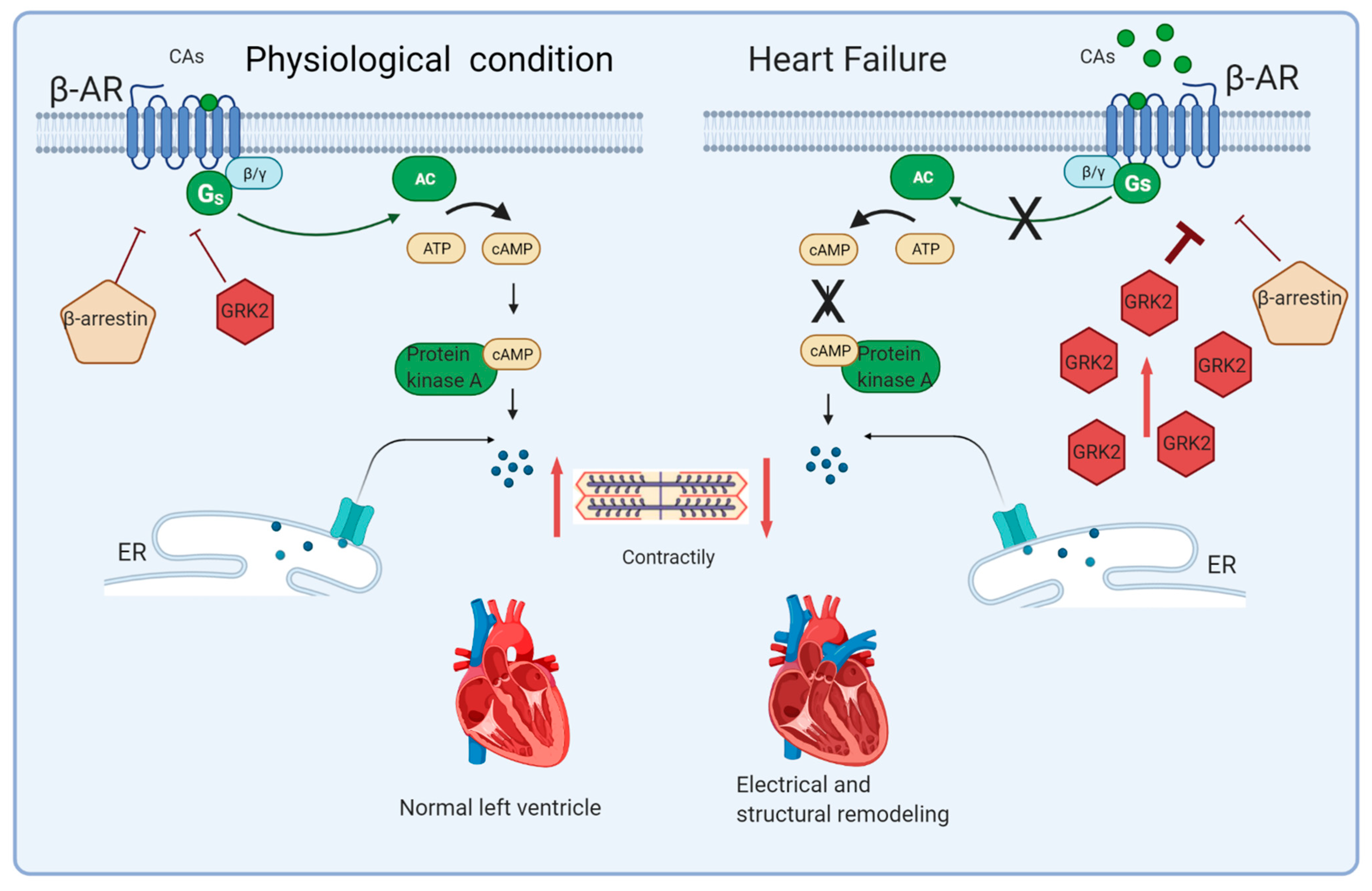 Cells | Free Full-Text | Why Do We Not Assess Sympathetic Nervous System  Activity in Heart Failure Management: Might GRK2 Serve as a New Biomarker?