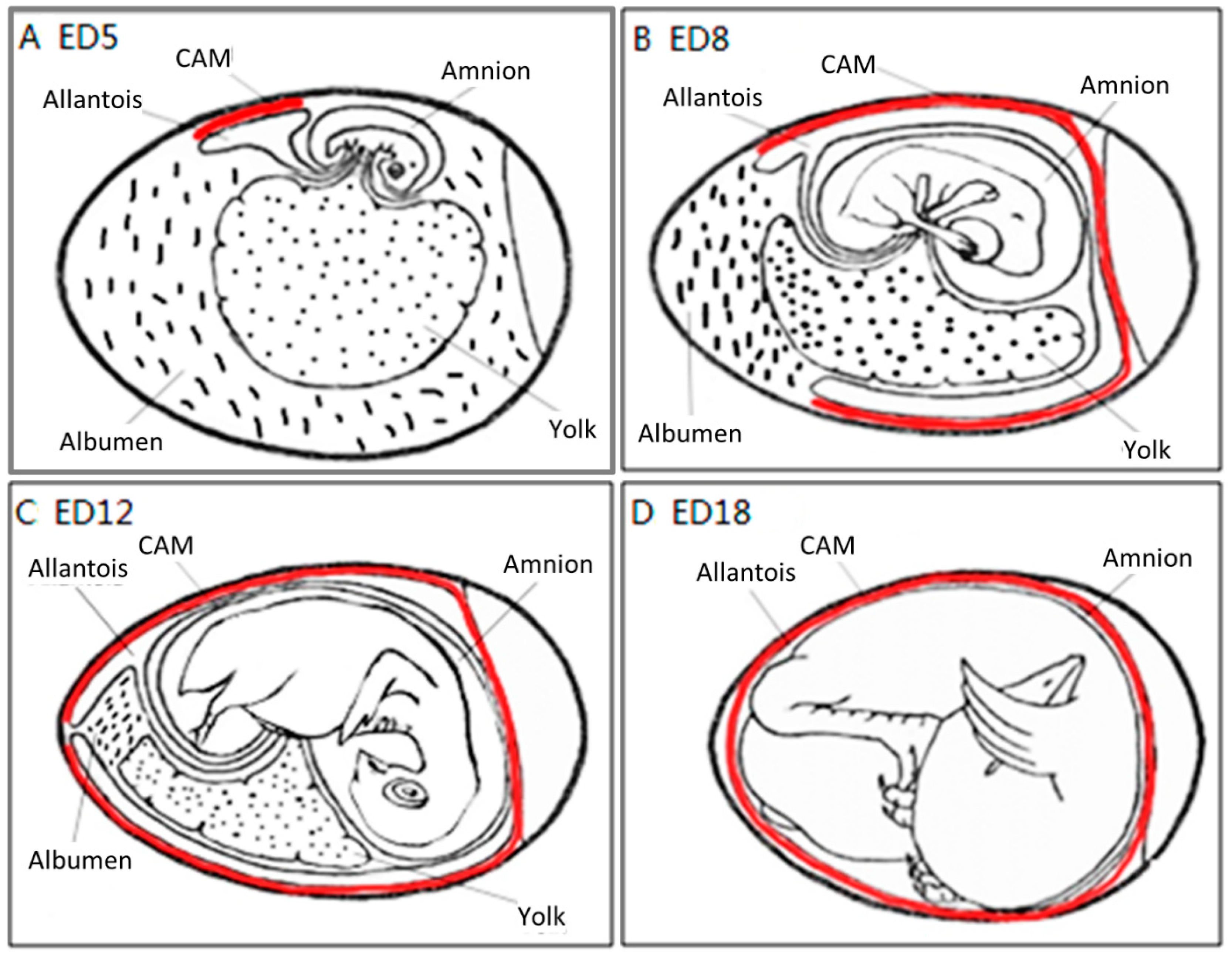 Cells | Free Full-Text | Utilisation of Chick Embryo Chorioallantoic  Membrane as a Model Platform for Imaging-Navigated Biomedical Research |  HTML